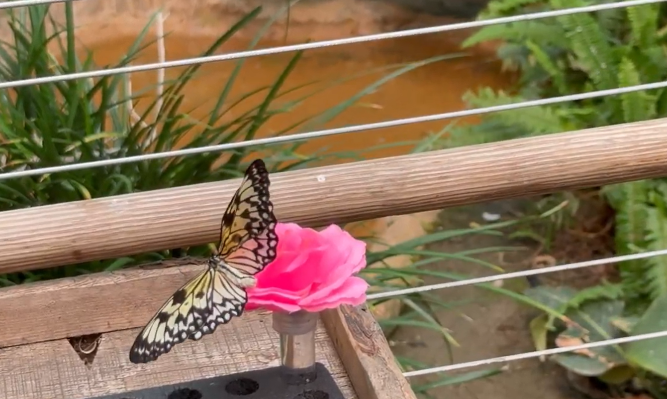 safari park saves the butterflies
