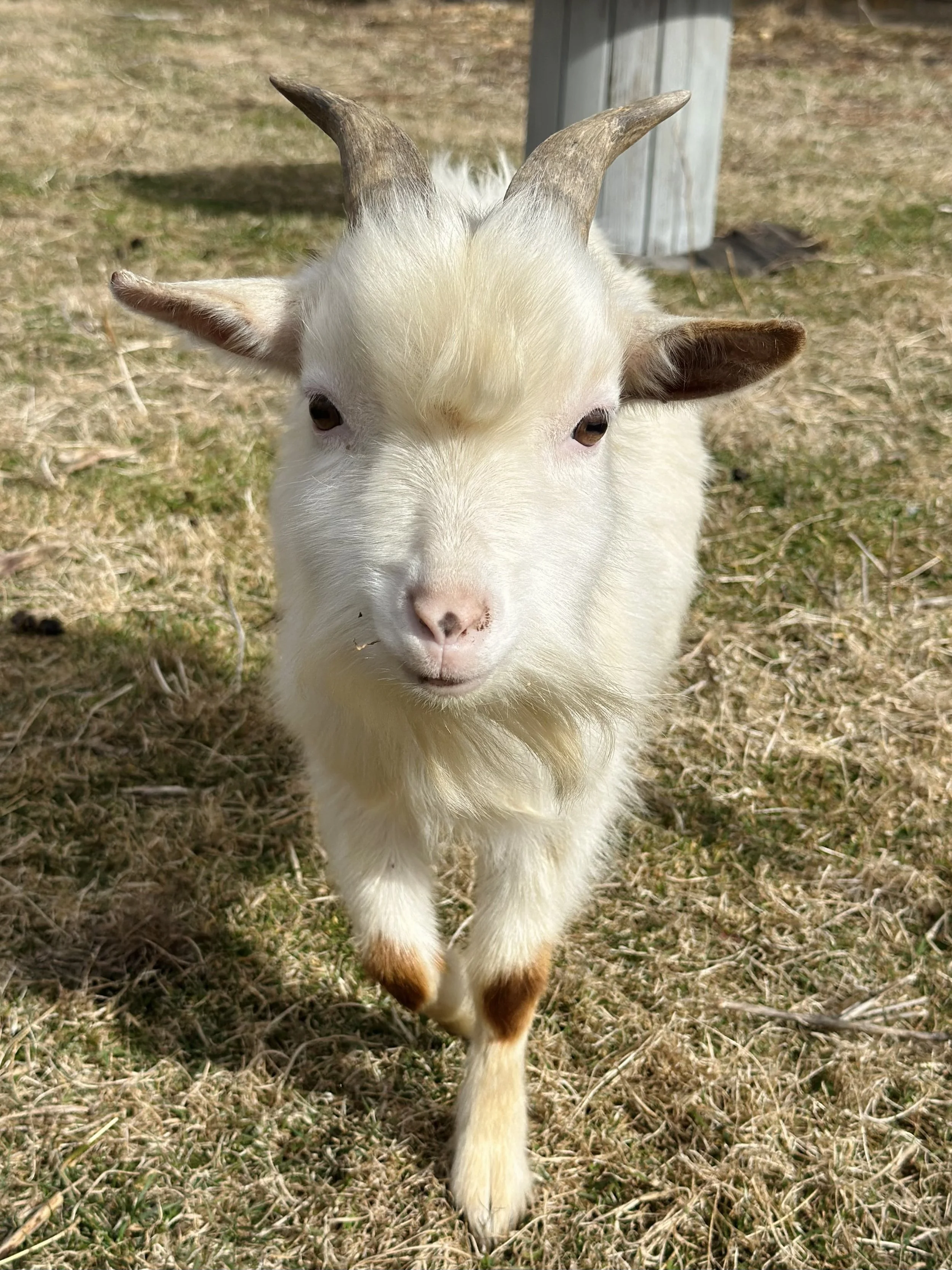 A small white goat with brown markings on its legs and horns, standing on grass outdoors.