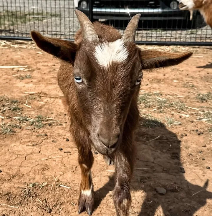 A black clothespin holding a white blank rectangular piece of paper on a black and white twisted string against a gray wall.