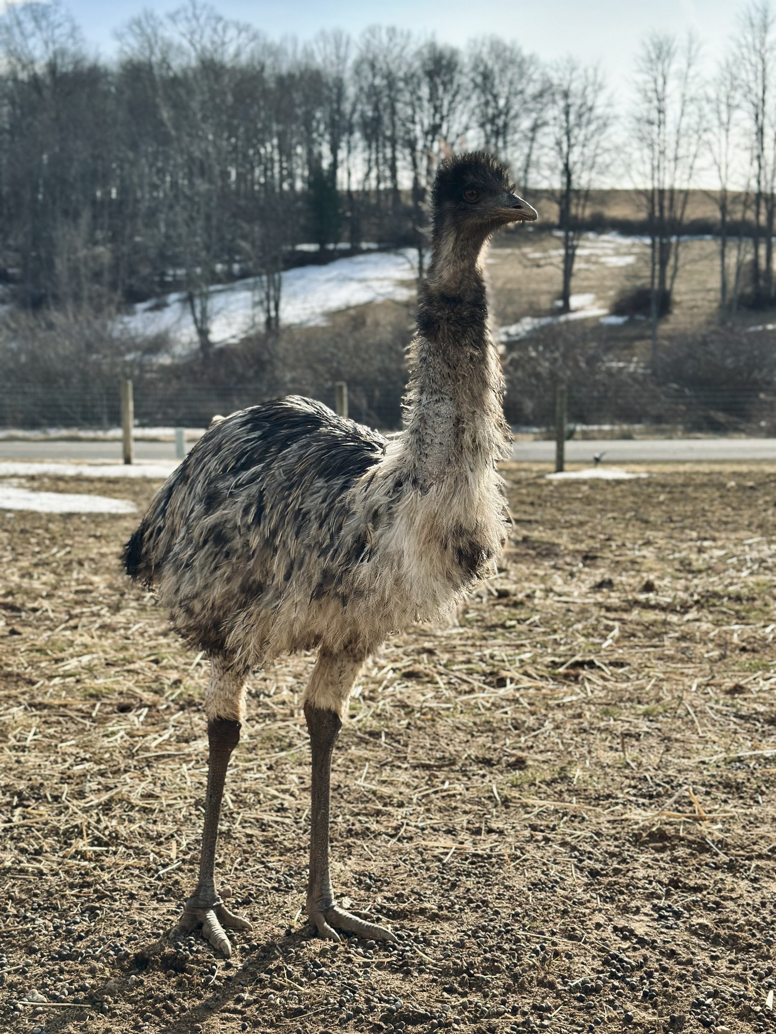 A young emu standing on dirt ground with sparse grass, in an outdoor enclosure, with leafless trees and a fence in the background, and patches of snow on the ground, during winter.
