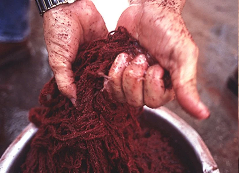 Dyeing wool in madder root