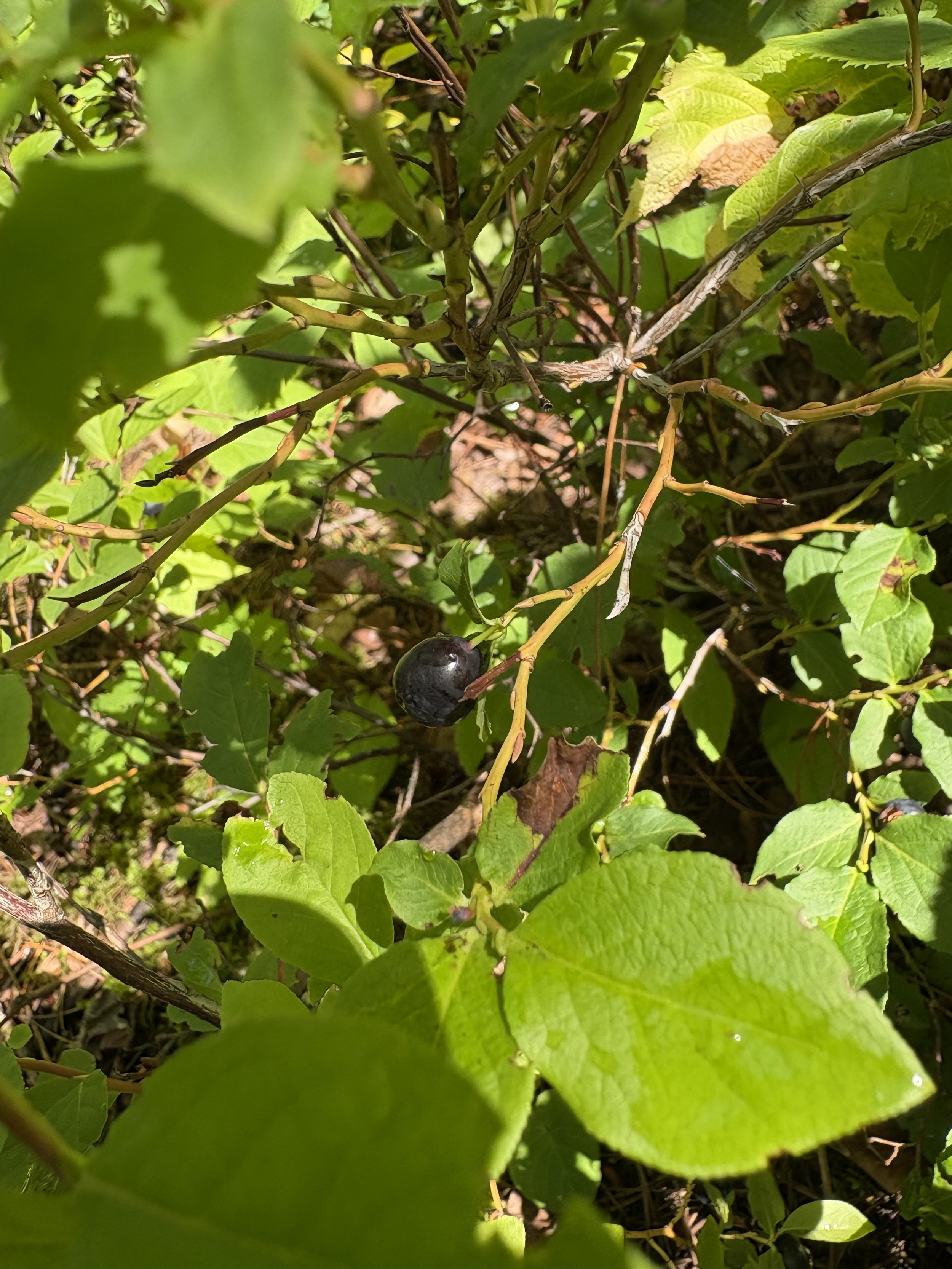 Brewing by Intuition: A Lesson from Huckleberry