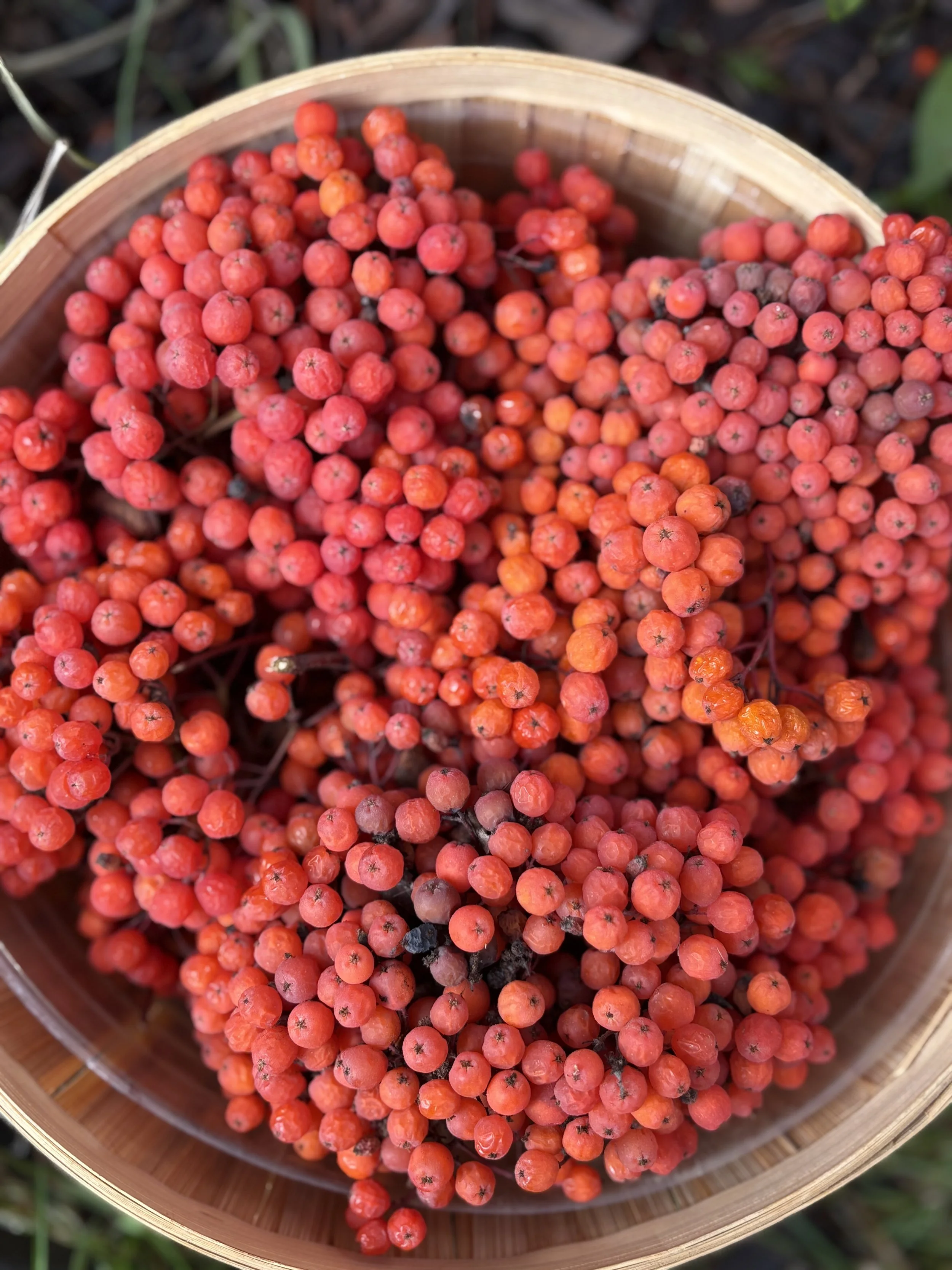 Rowanberry Cordial &amp; Witchcraft: A Forager’s Tale From the Mountain Ash