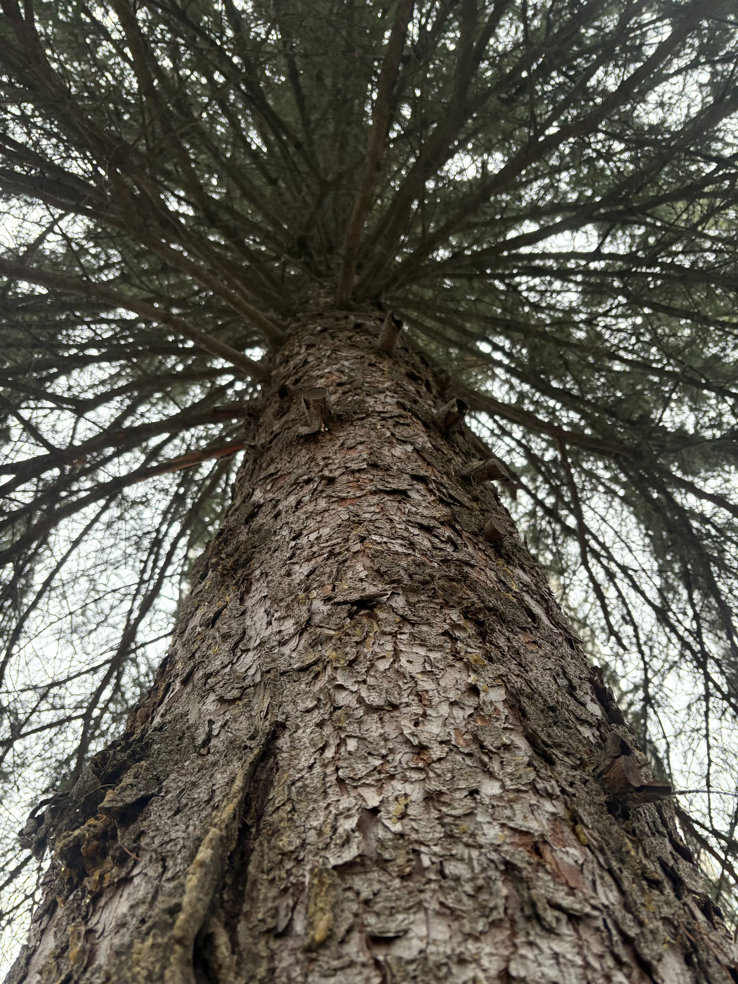 Returning: The Journey Back to Self