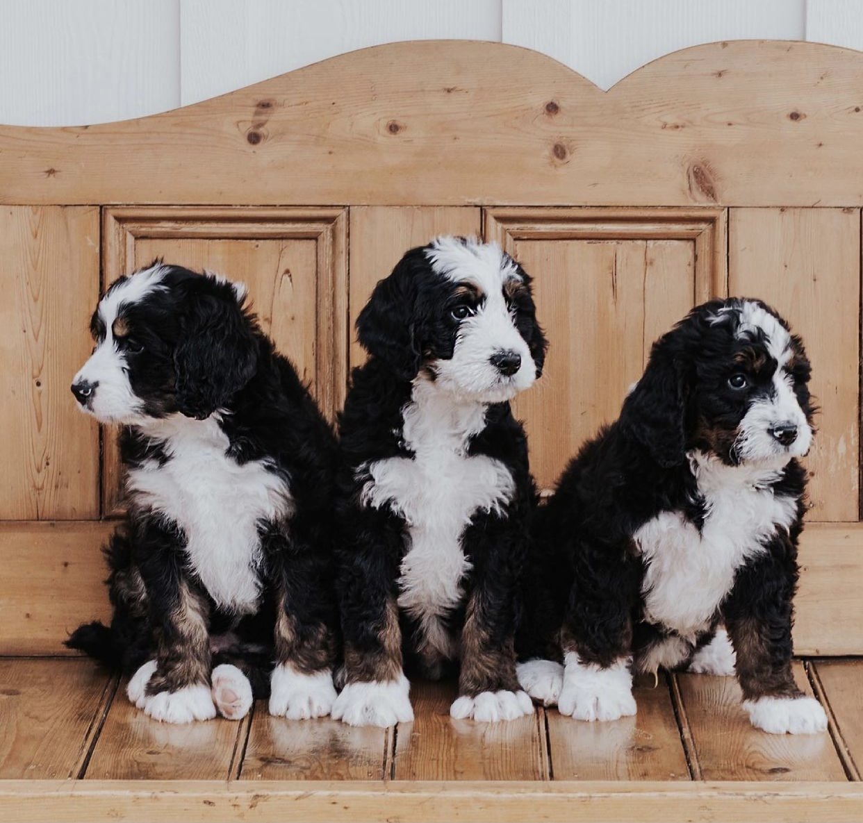 Three black, brown, and white Bernese Mountain Dog puppies sitting on a wooden bench.