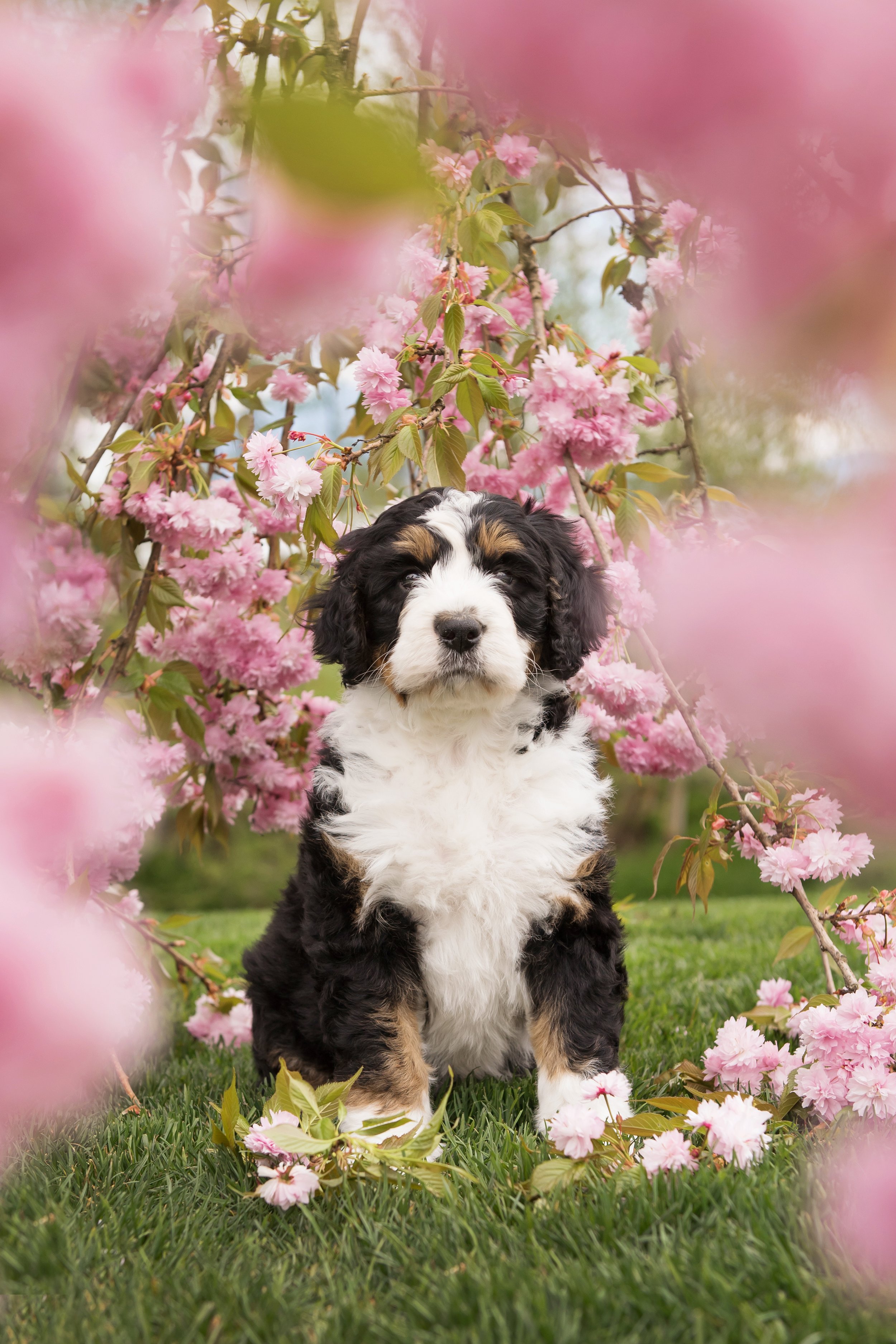 Bernese Mountain Dog puppy sitting among pink cherry blossoms.