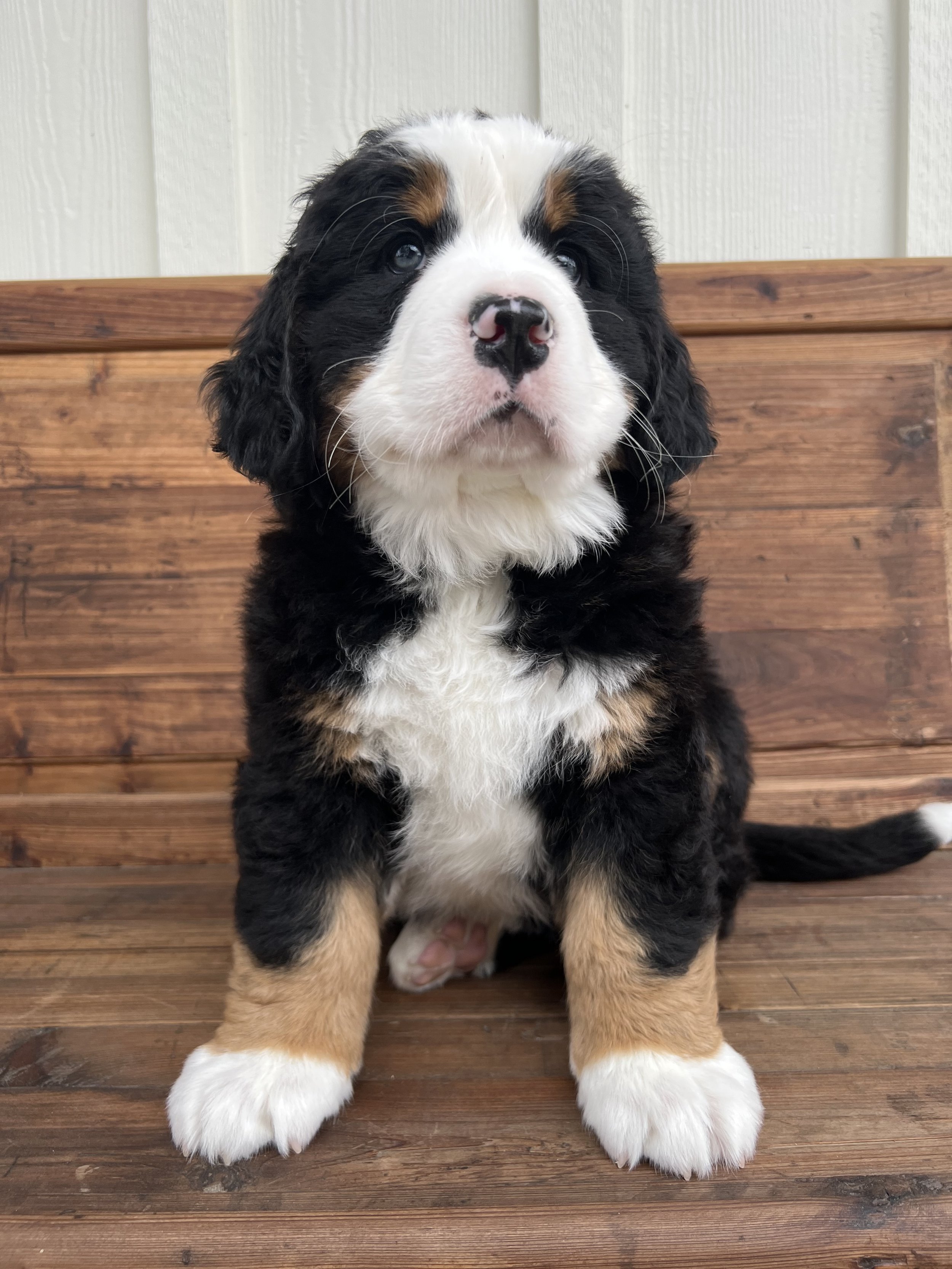 A Bernese Mountain Dog puppy sitting on a wooden bench.
