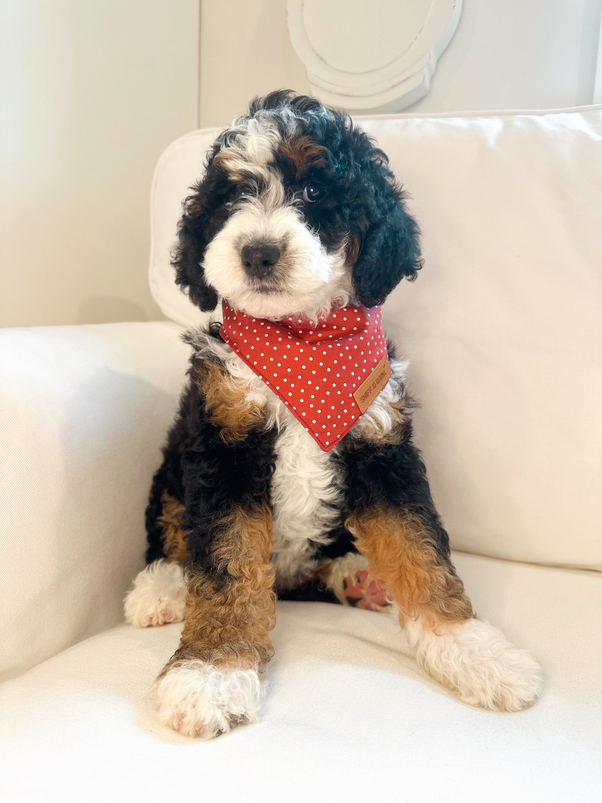 Cute Bernedoodle puppy sitting on a white couch, wearing a red polka dot bandana.