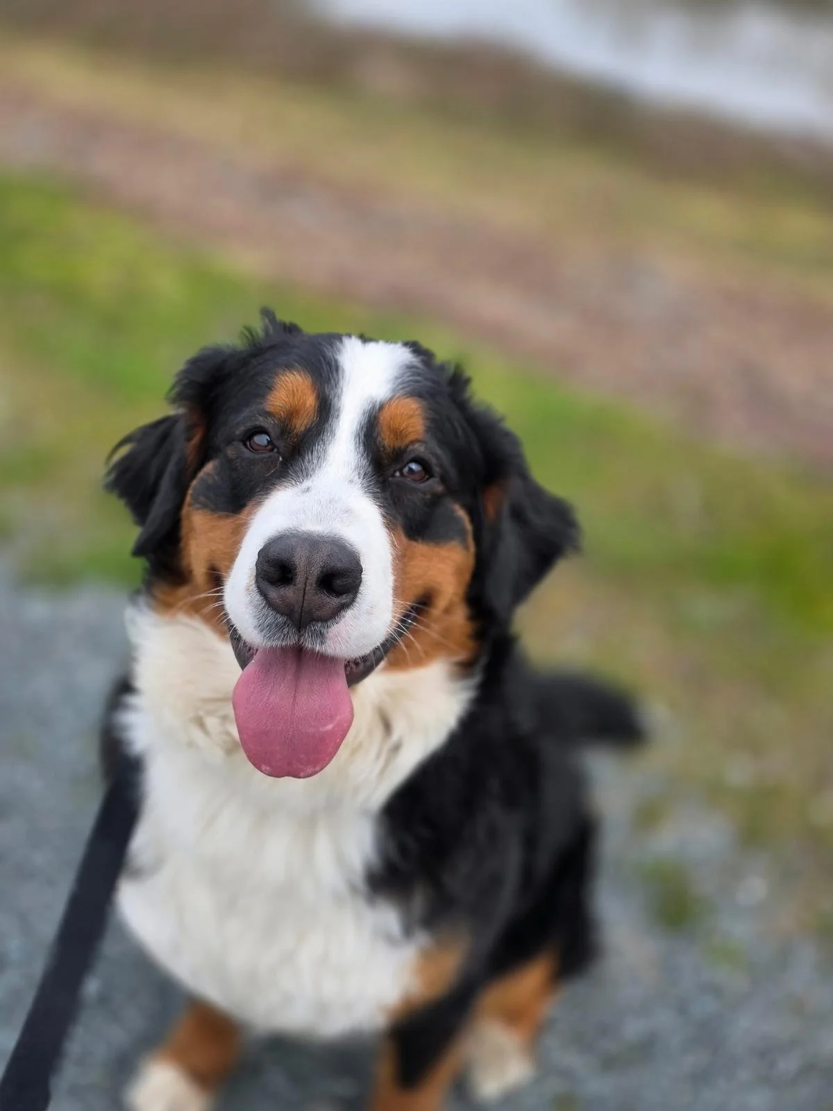 A happy Bernese Mountain Dog sitting on gravel in front of a wooden fence.