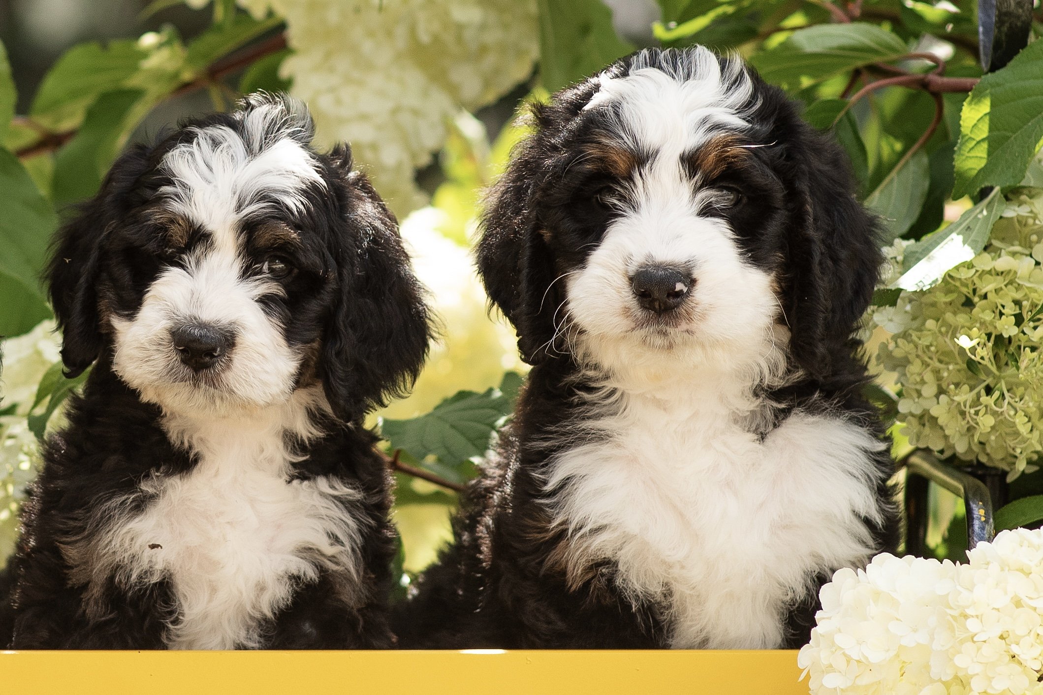 Two fluffy Bernese Mountain Dog puppies surrounded by flowers and greenery.