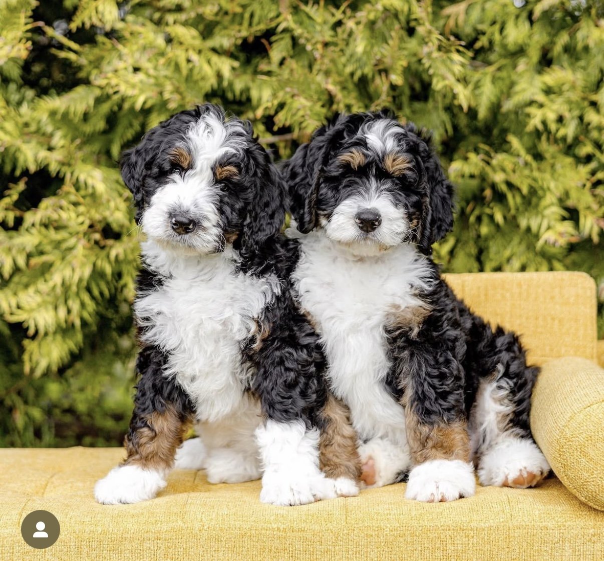 Two black, white, and brown curly-haired puppies sitting on a yellow couch outdoors with greenery in the background.