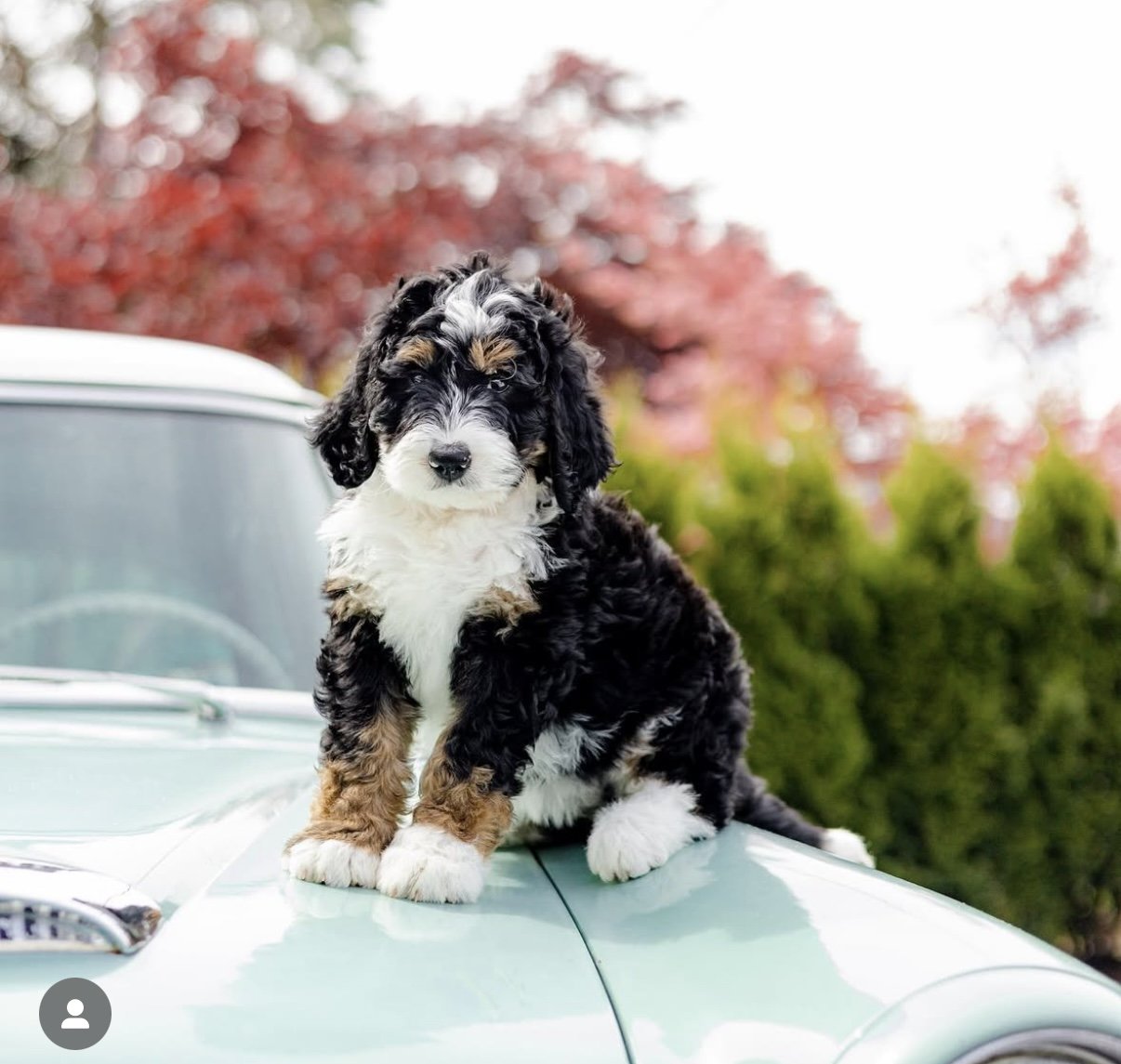 Cute puppy sitting on the hood of a vintage car with blurred trees in the background.