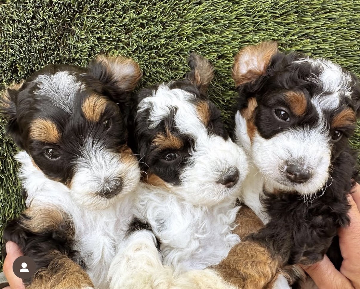 Three Bernedoodle puppies with tricolor fur lying on grass.