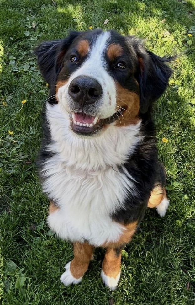 Bernese Mountain Dog