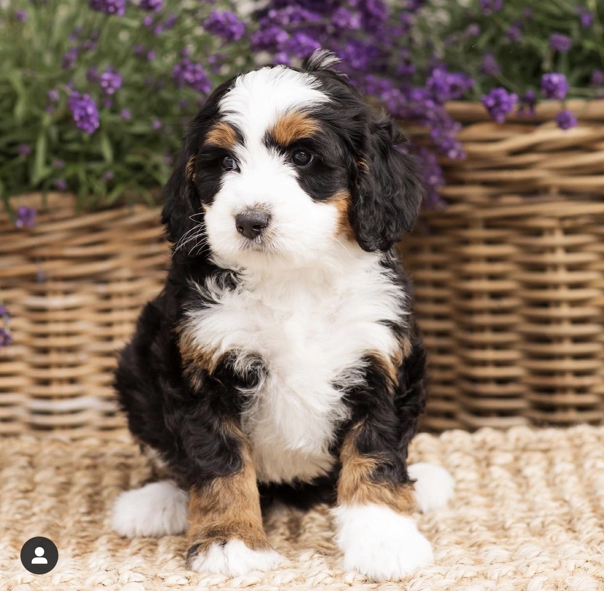 Fluffy tricolor puppy sitting on a woven mat with purple flowers and wicker baskets in the background.