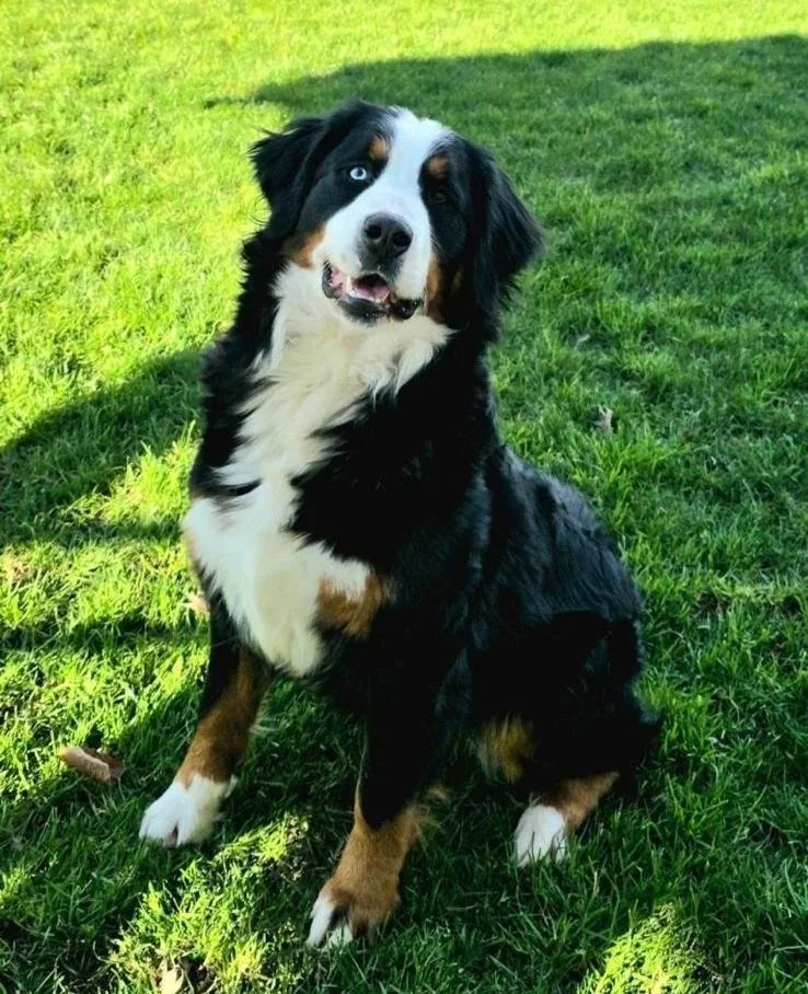 A Bernese Mountain Dog sitting on grass in a forest with sunlight filtering through trees.