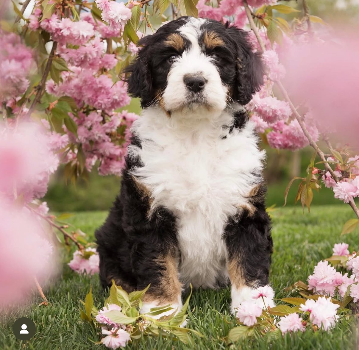 Fluffy black, white, and brown puppy sitting among pink cherry blossoms on grass.