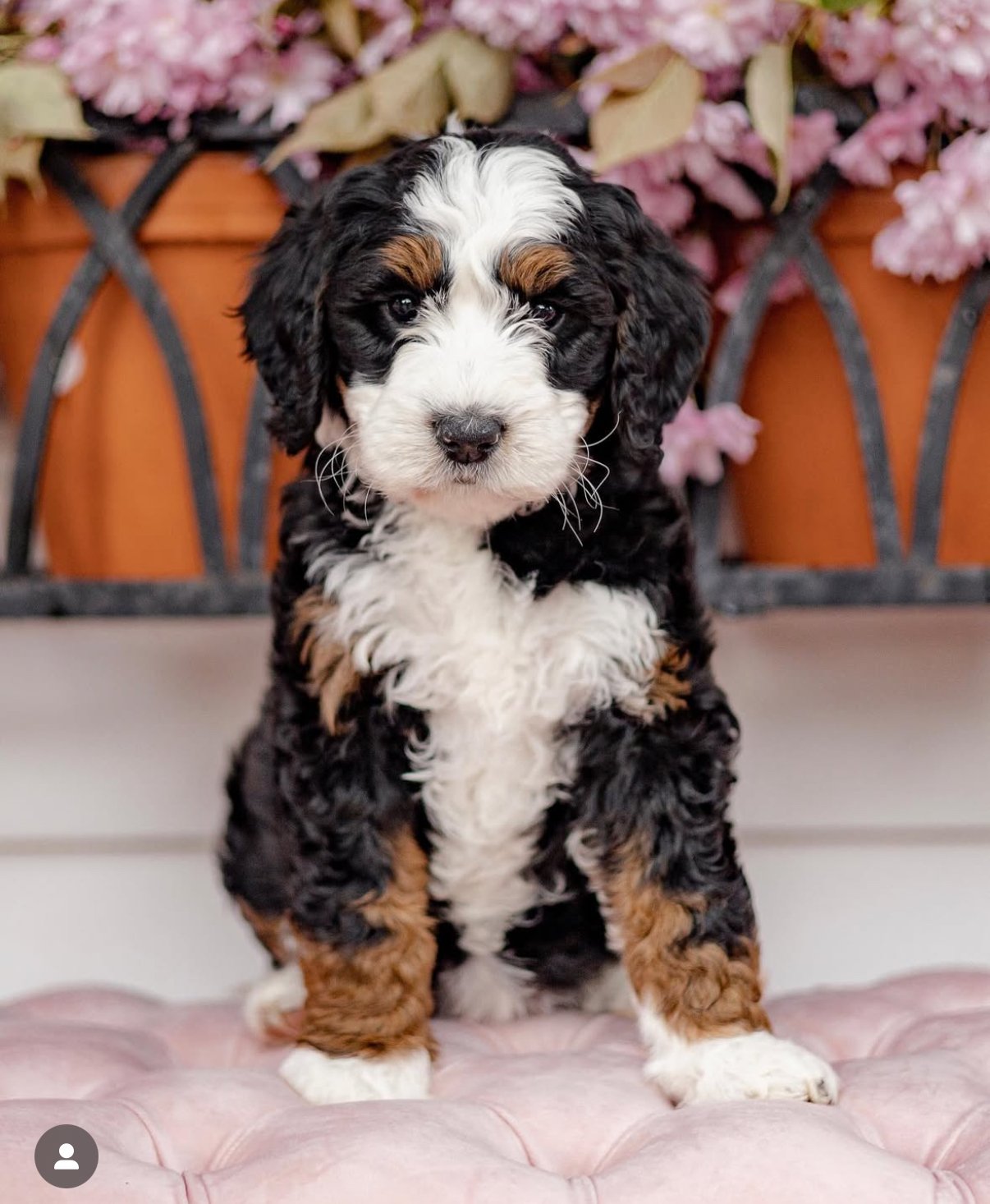A fluffy tricolor puppy sitting on a pink cushion with potted flowers in the background.