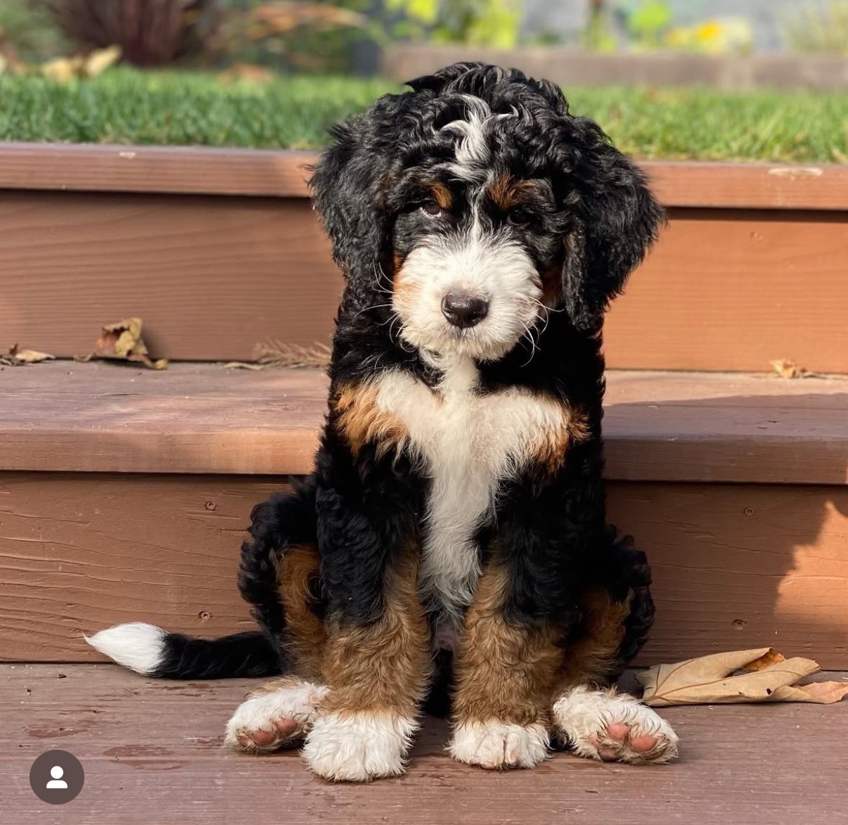 Fluffy Bernese Mountain Dog puppy sitting on wooden steps with a grassy background.