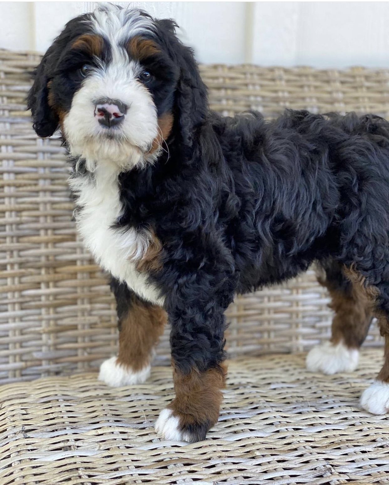 Fluffy Bernedoodle puppy standing on wicker furniture