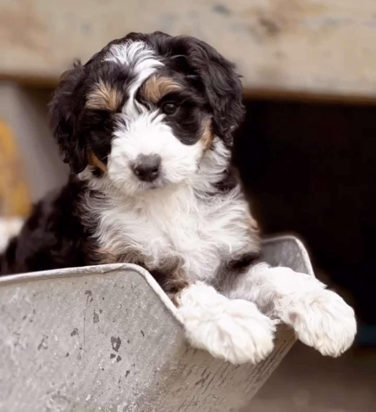 Cute Bernedoodle puppy with black, white, and brown fur sitting in a metal container.