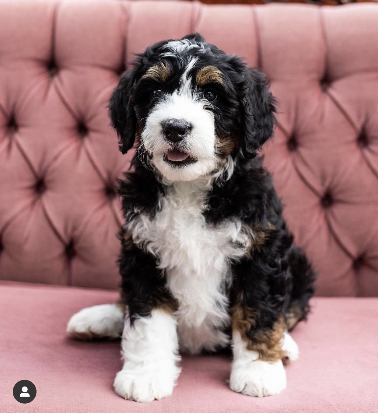 Fluffy black, white, and brown puppy sitting on a pink tufted sofa.