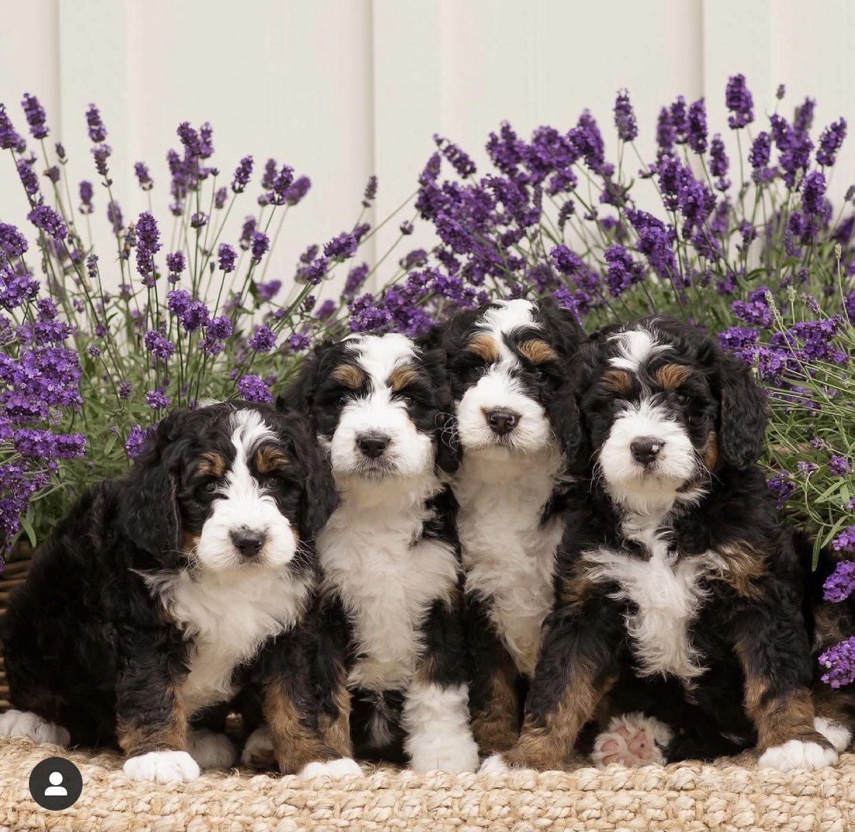 Four fluffy puppies sitting in front of purple flowers.