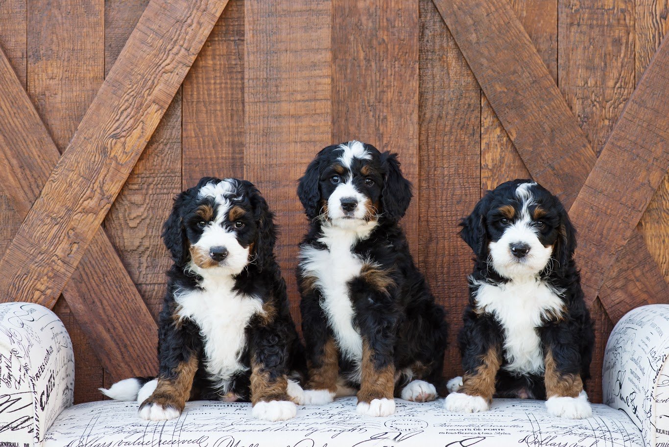 Three Bernese Mountain Dog puppies sitting on a patterned couch in front of a wooden wall.