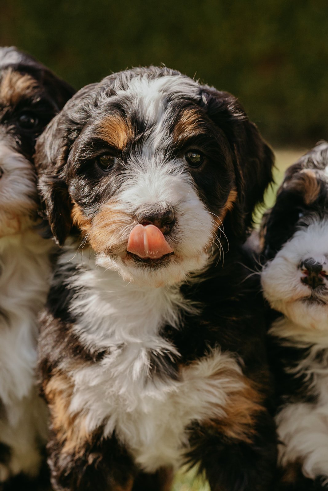 Close-up of three Bernese Mountain Dog puppies, one licking its nose.
