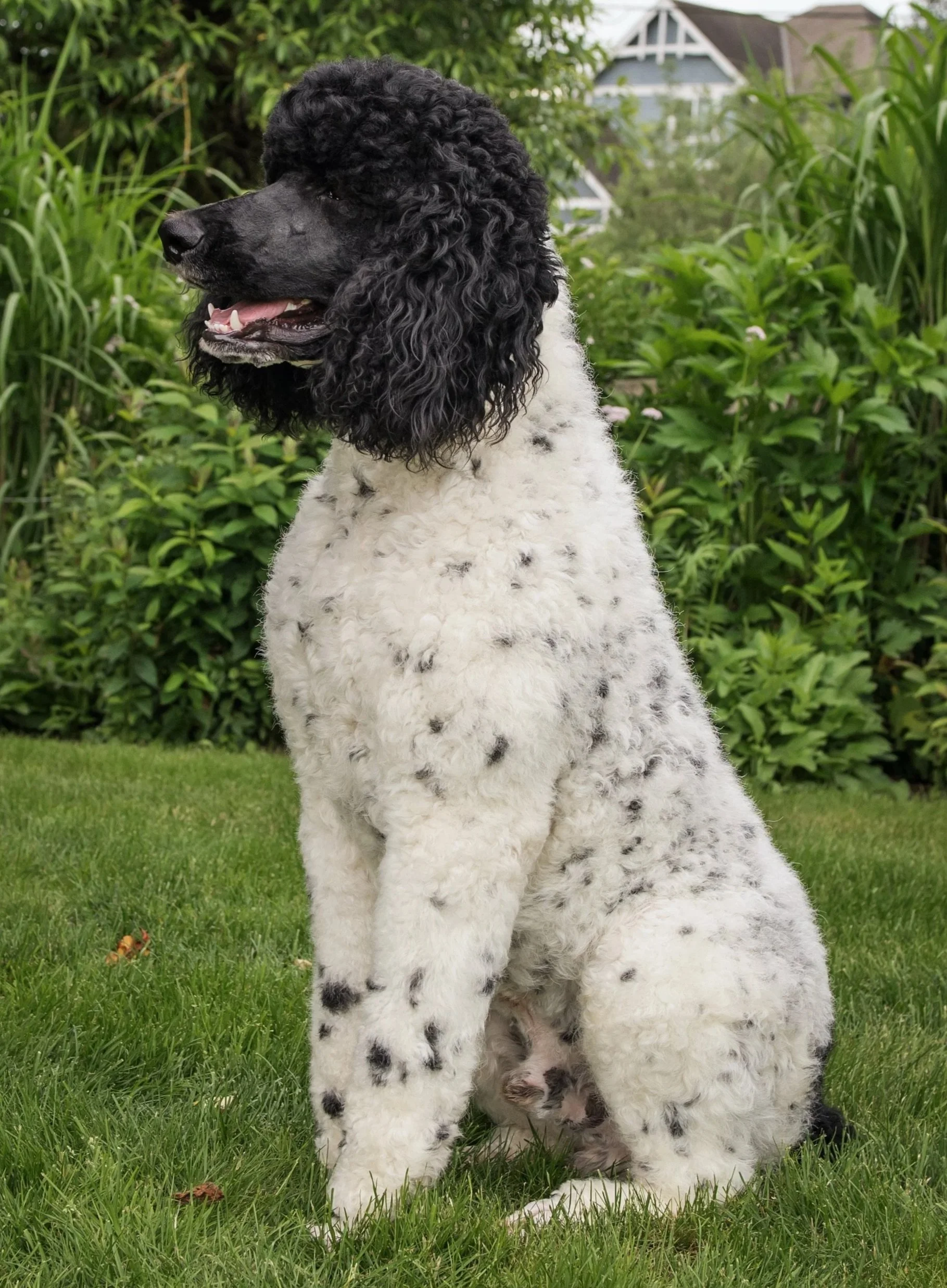 A large black and white poodle dog lying on a green lawn with bushes and plants in the background.