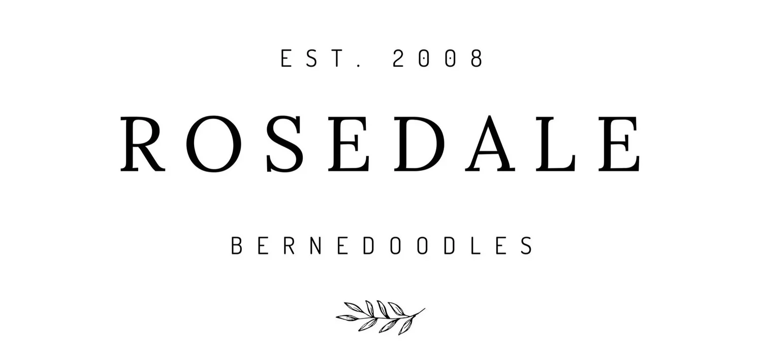 Rosedale Bernedoodles | Tri-Color Bernedoodle Puppies in British Columbia
