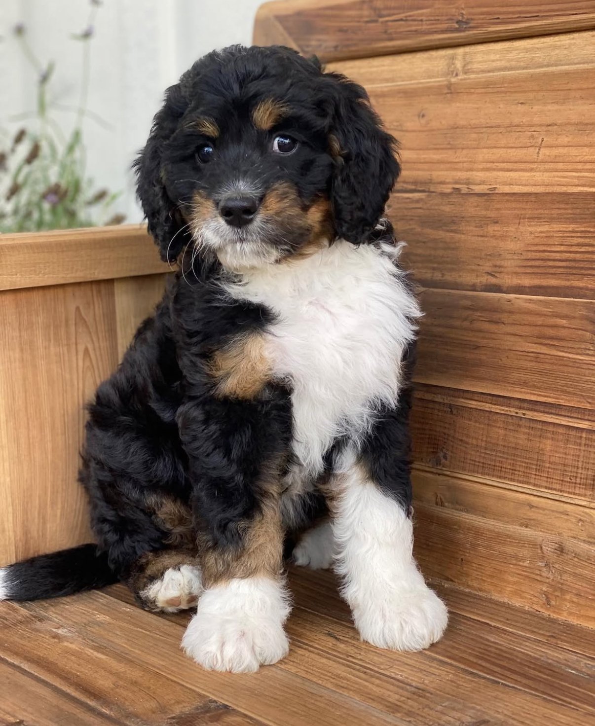 Tricolor Bernedoodle puppy sitting on wooden stairs.