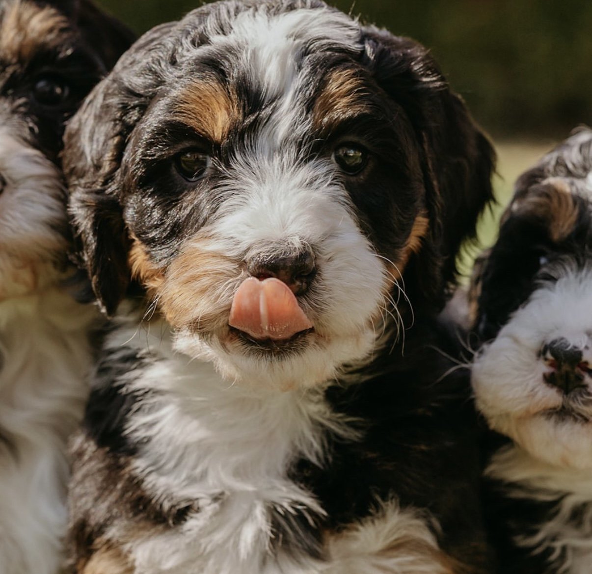 Close-up of a Bernese Mountain Dog puppy with tongue out, surrounded by two other puppies.