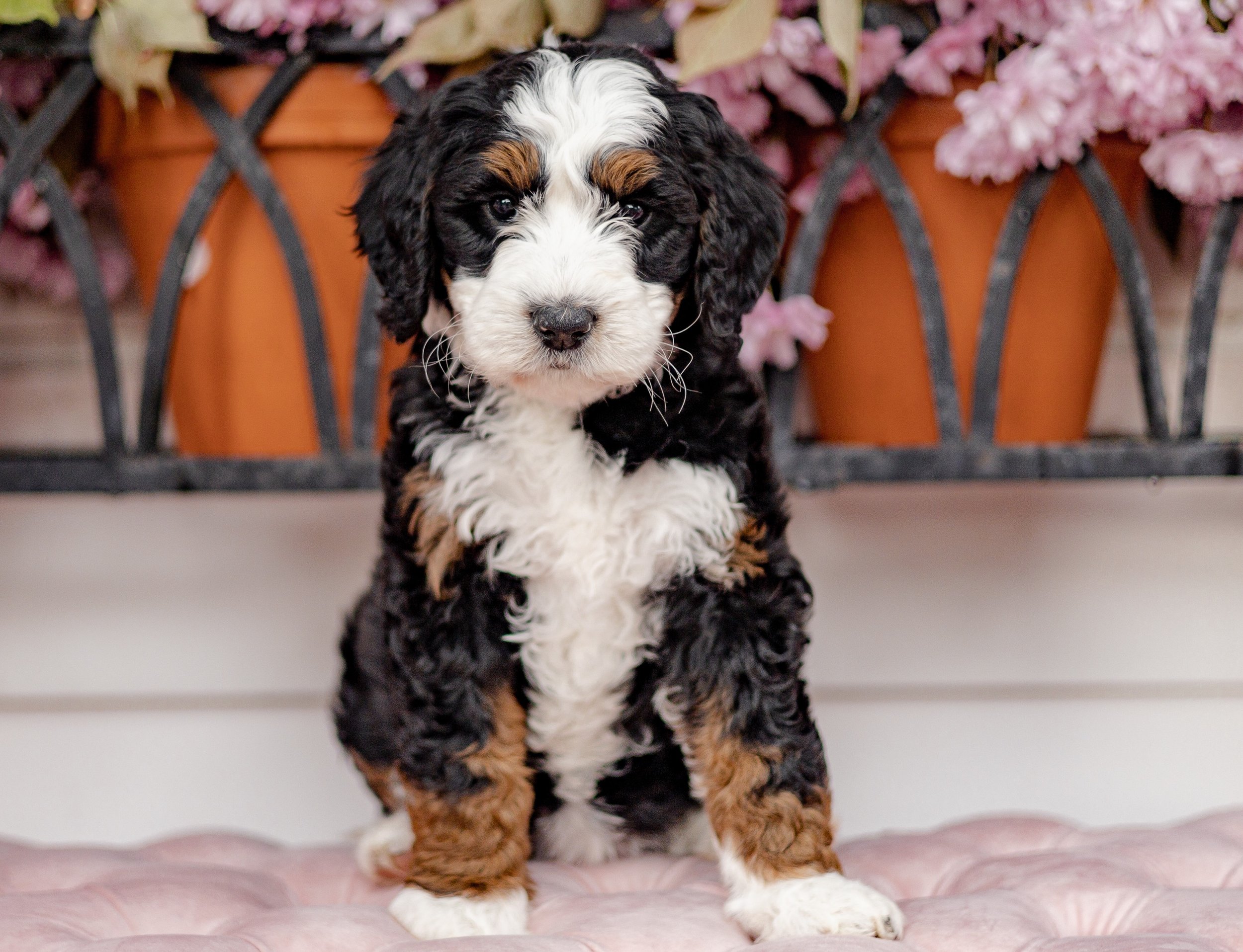 Adorable Bernedoodle puppy with fluffy black, white, and brown coat sitting on a pink surface with potted flowers in the background.