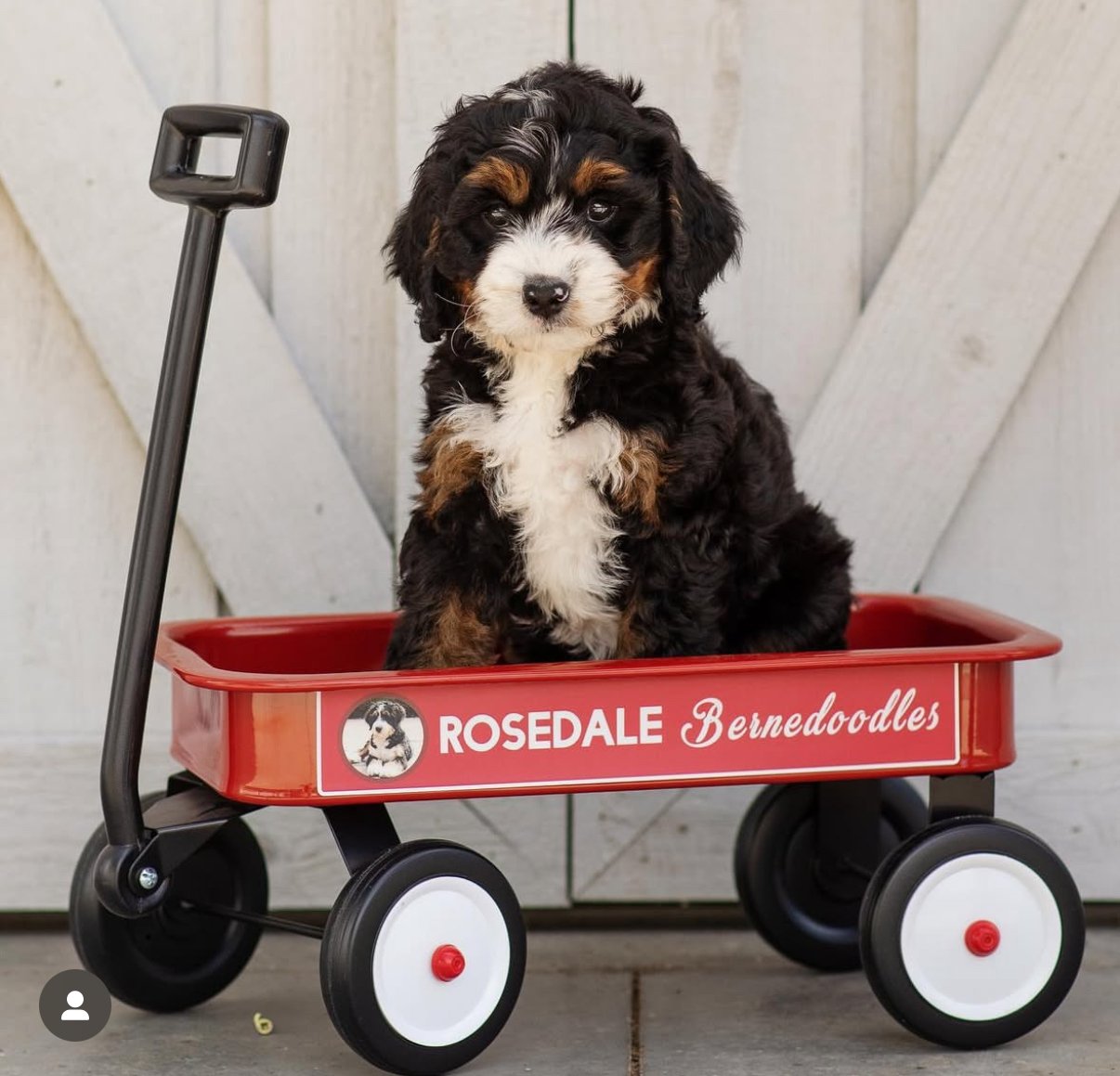 A Bernedoodle puppy sitting in a red wagon with the label 'Rosedale Bernedoodles' against a light wooden background.