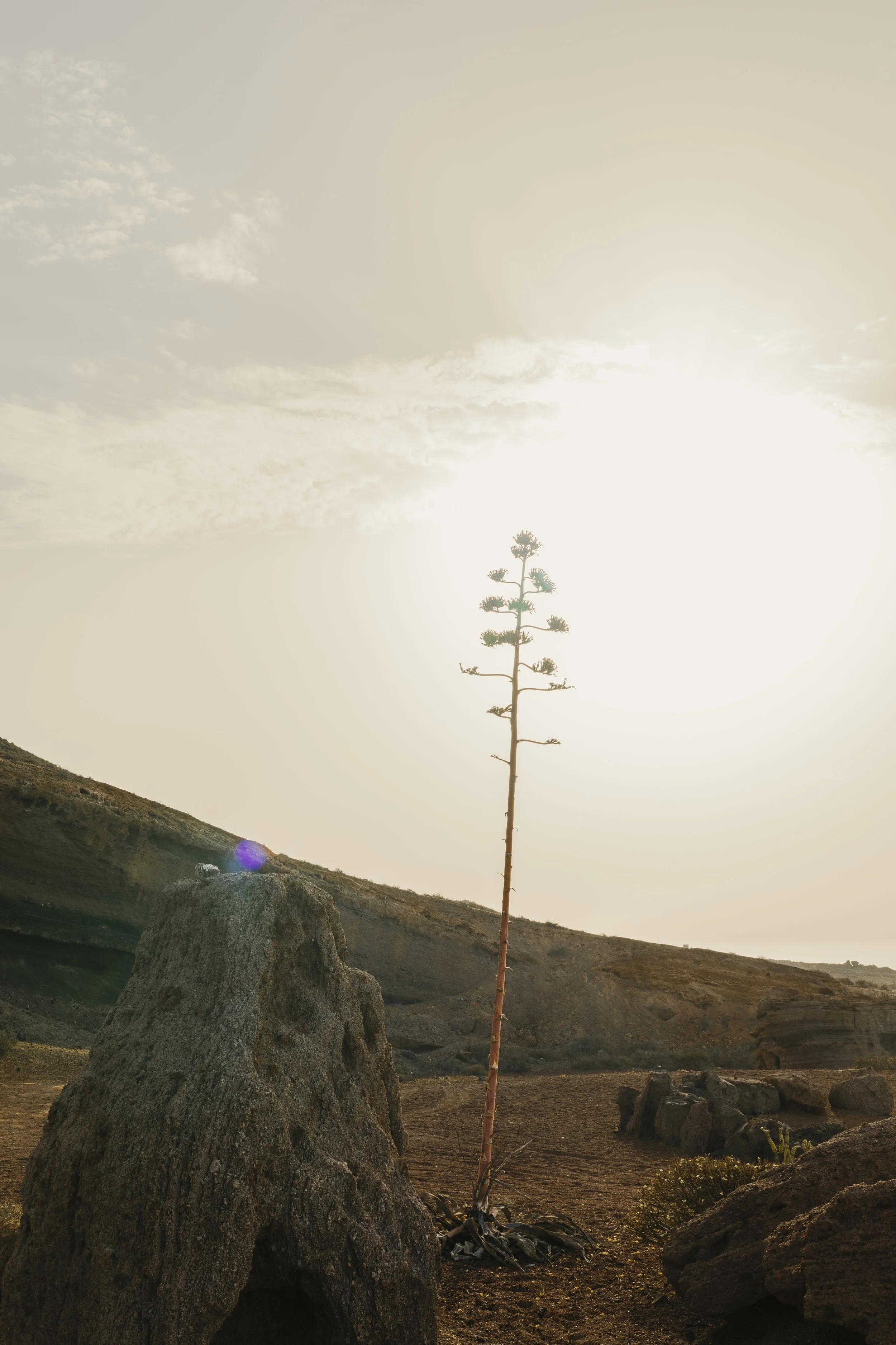Paesaggio desertico con una pianta lunga e sottile e grandi rocce, sotto un cielo soleggiato