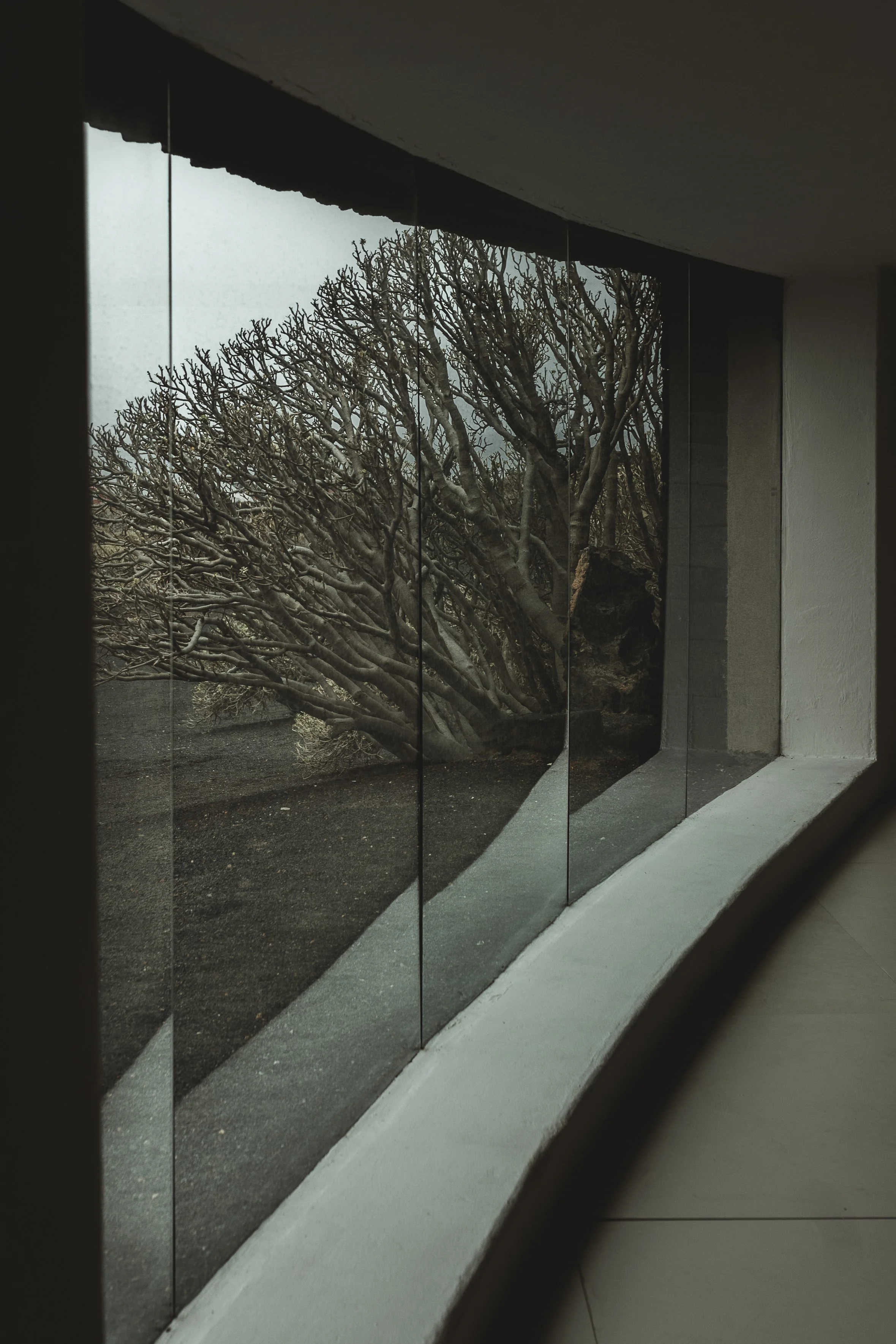 Albero nudo visto attraverso una grande finestra con vetri di sicurezza in un edificio