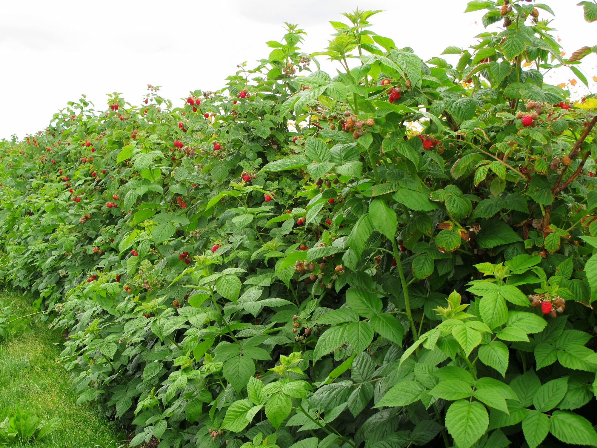 Raspberry4.jpg
