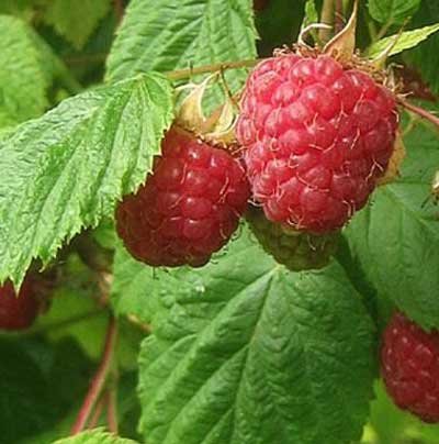Raspberry3.jpg