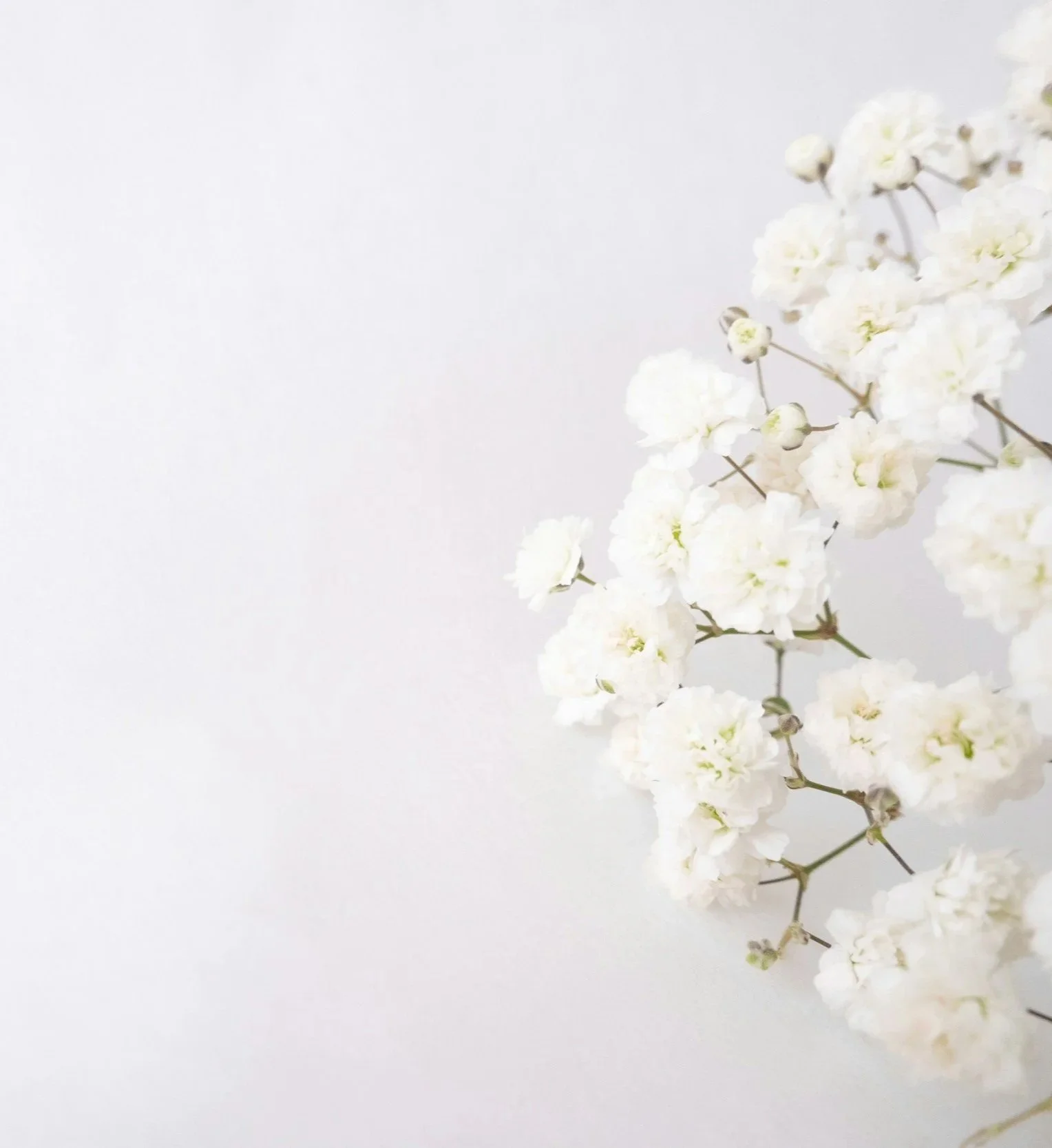 Calming white flower for a peaceful feeling