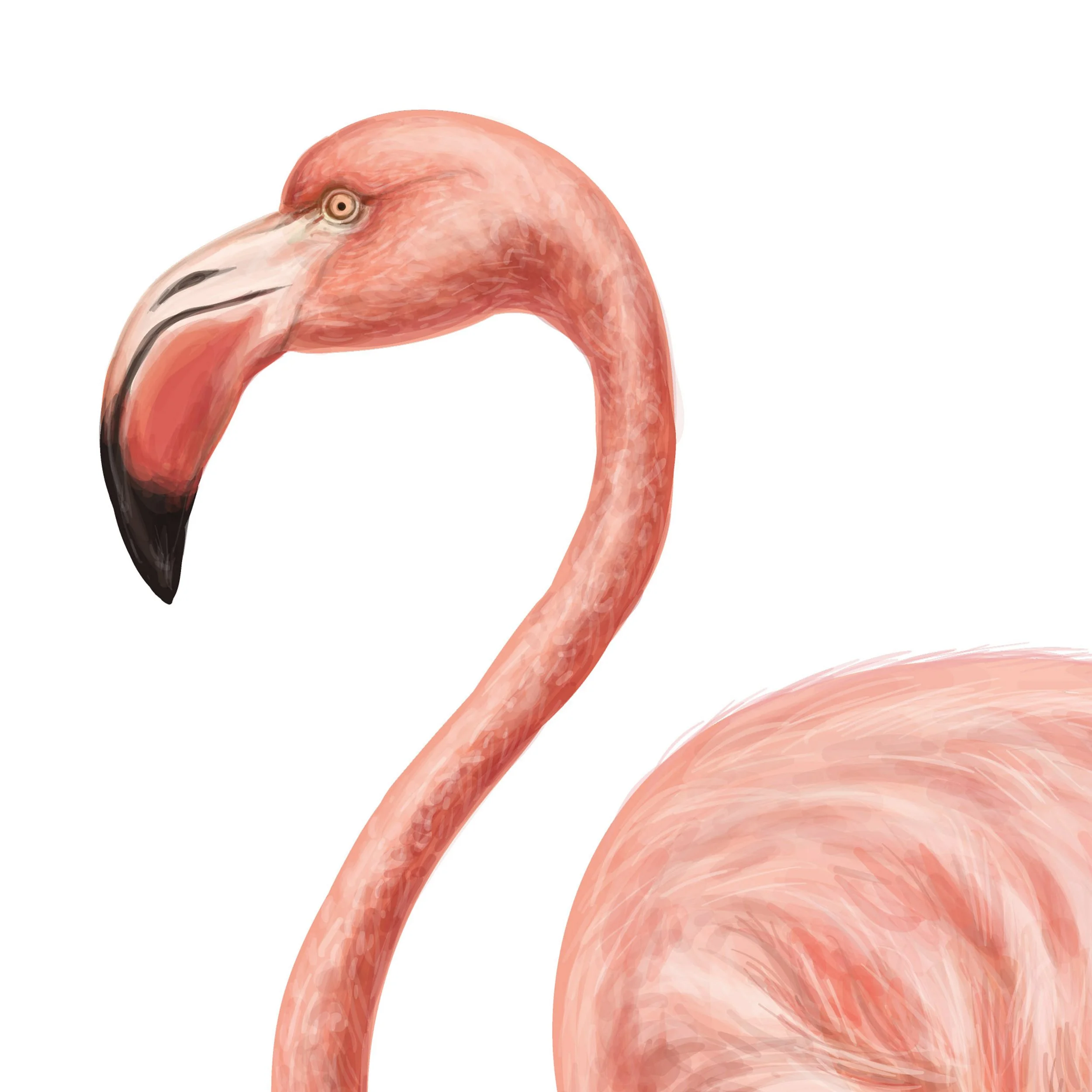 flamingo-2-new-color.jpg