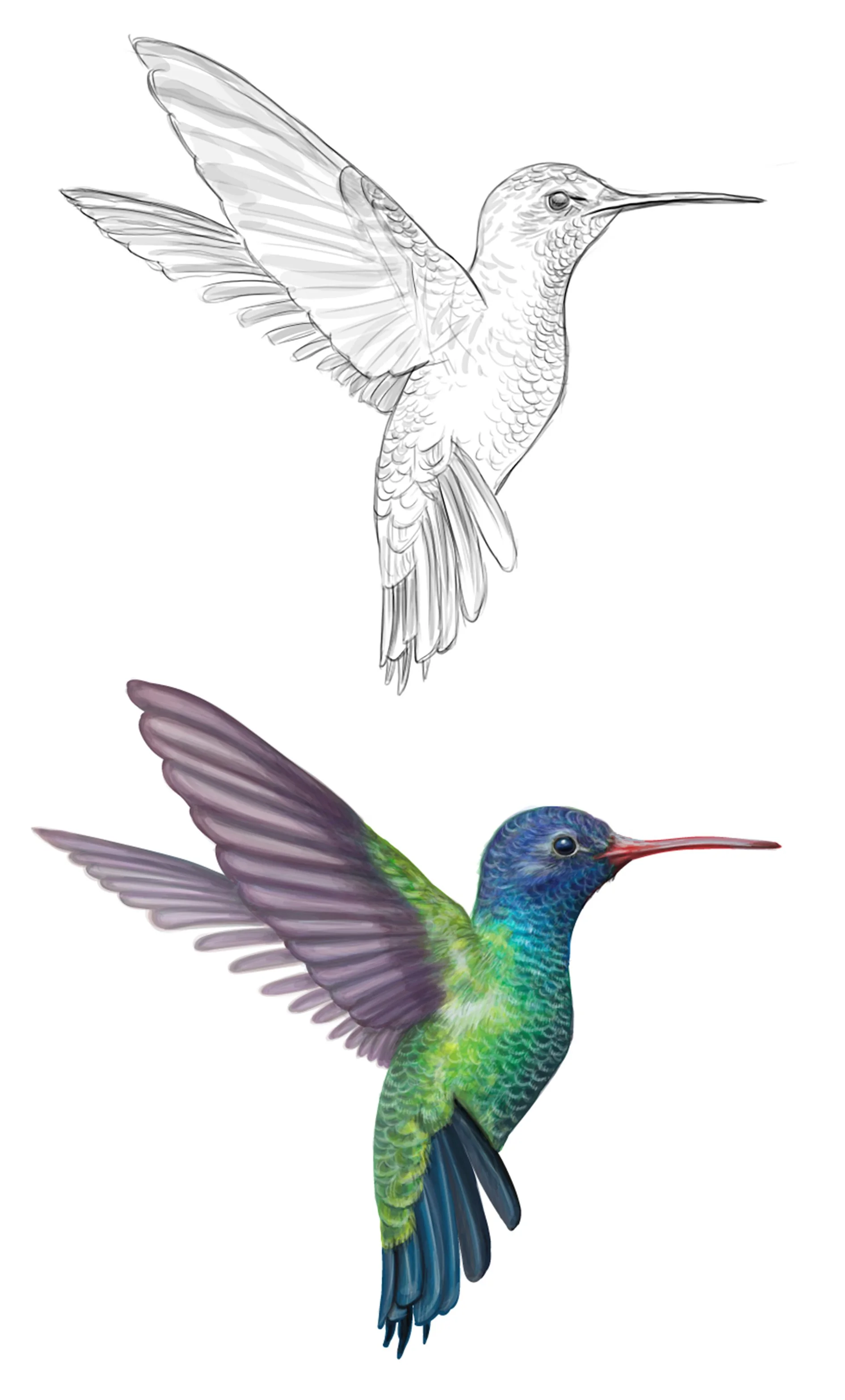 hummingbird.jpg