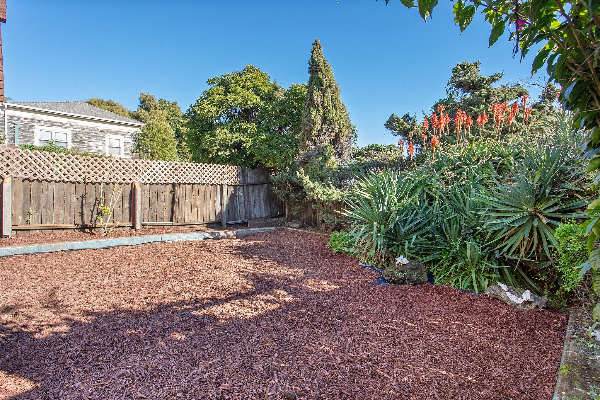 A backyard with red mulch ground cover, a weathered wooden fence, a large green tree, and bushy plants with long leaves and red flowers under a clear blue sky.
