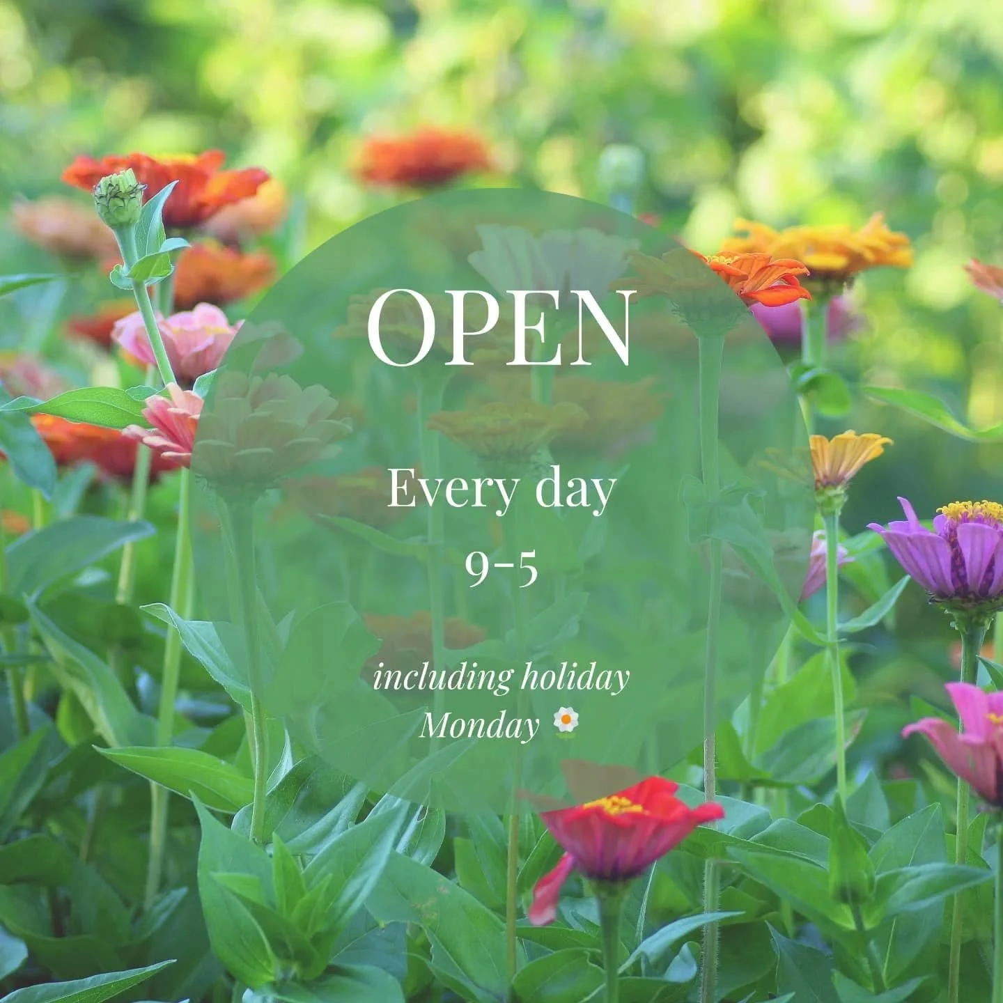 Get your flower fix all weekend long ☀️
9-5 every day
