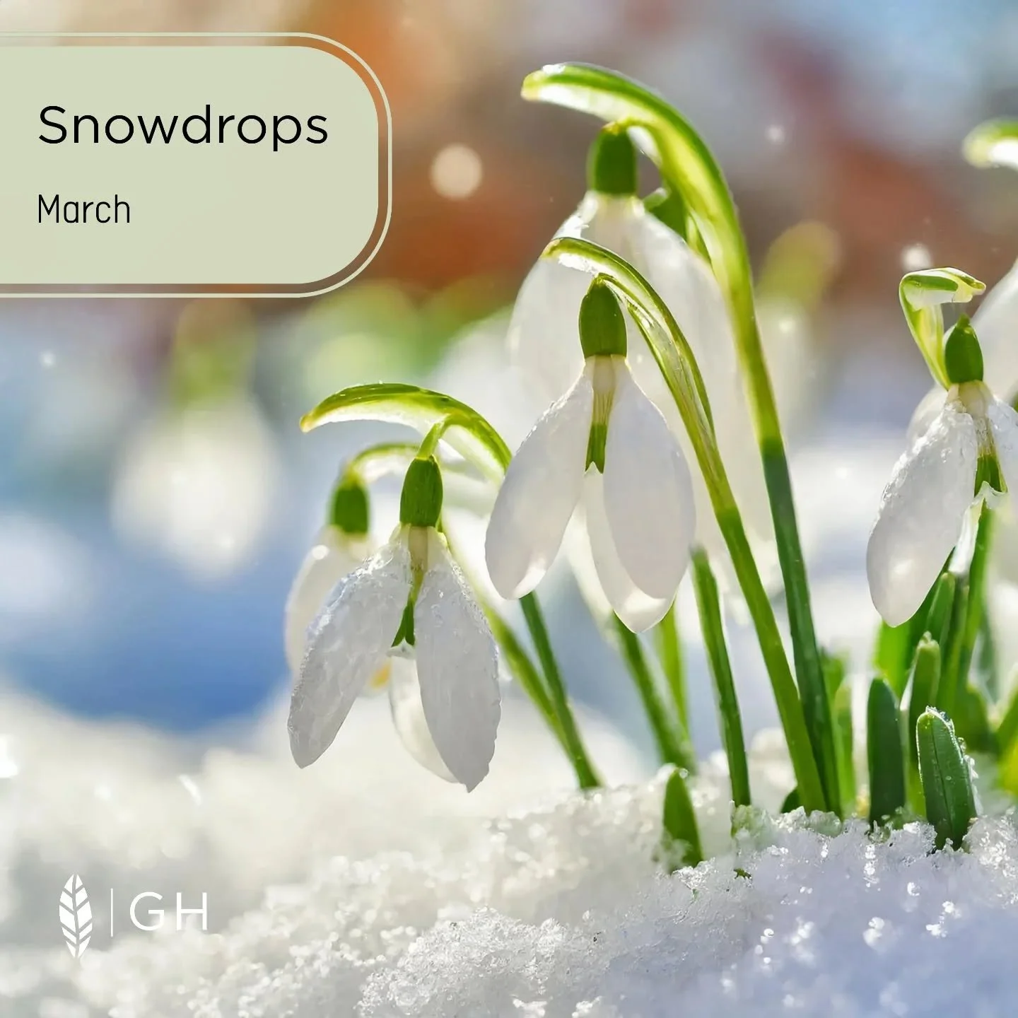If you plant a combination of bulbs this fall, you will get a spring filled with blooms, from the moment the snow starts even thinking about melting, all the way until June. 
Plant them in your garden to get the party started early. Plant them in you