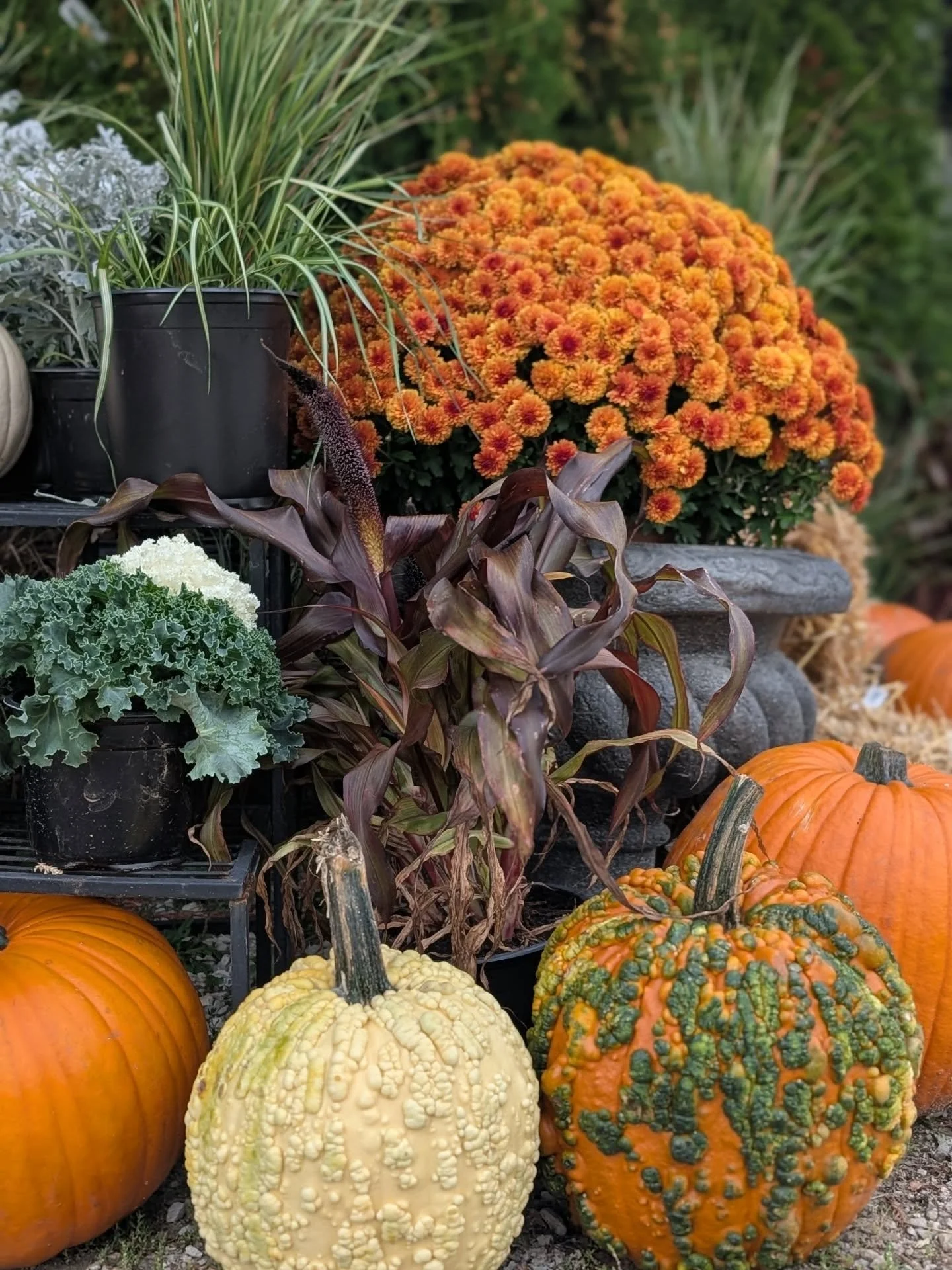 Can't get enough of these pumpkins with personality