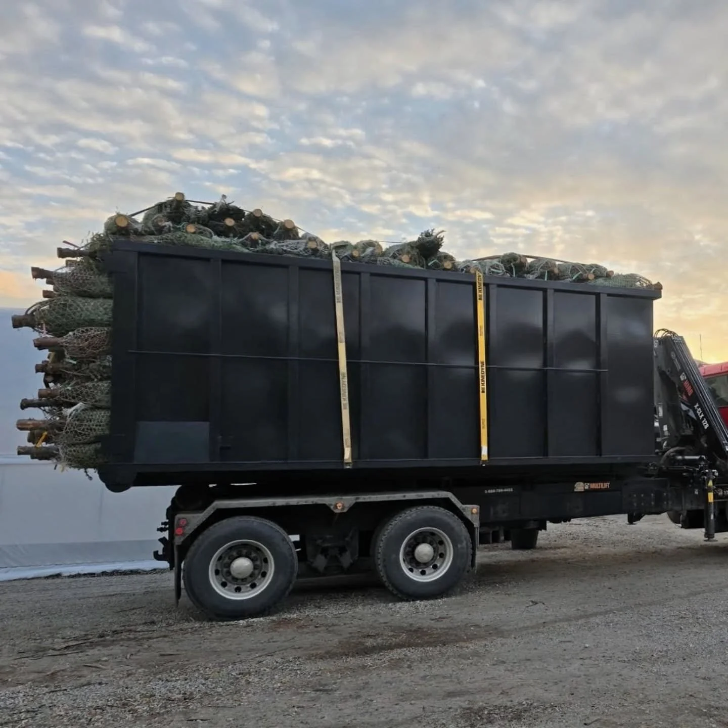 They're here! Christmas has arrived! 🎄