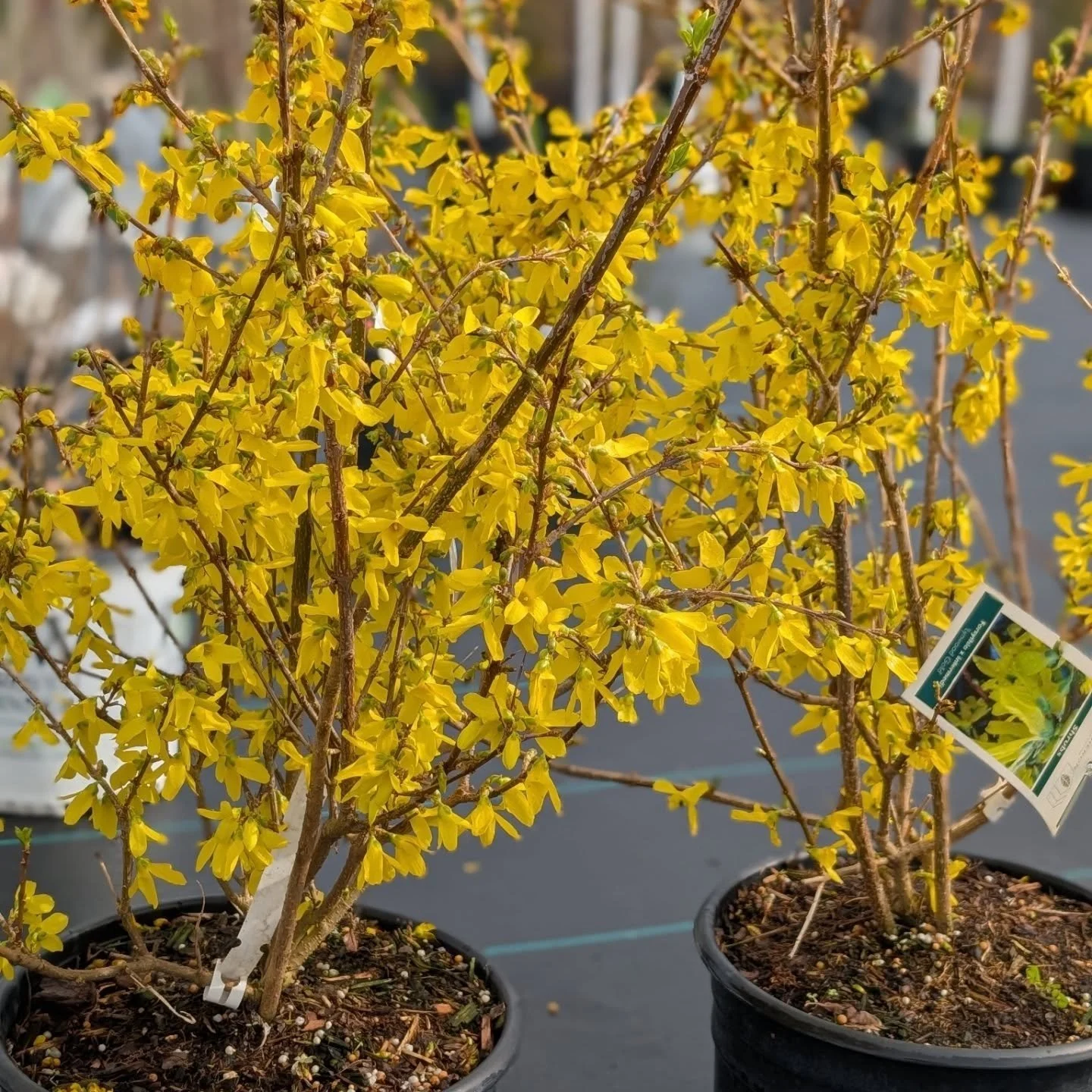 So many spring favourites at Grey Heron right now 🌱.
It's such a wonderful feeling when the early risers start bringing joy to spring gardens.