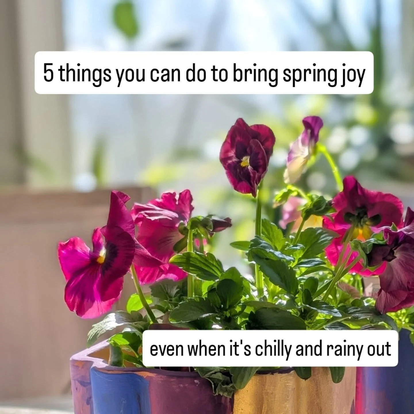 1. Paint pots with the kids (or without!) and pop some pansies in for happy colours. 
2. Sow seeds indoors so they will be ahead of the game when the weather warms up. 
3. Direct sow cool-weather crops. They will love this drizzly chill. 
4. Pre-spro