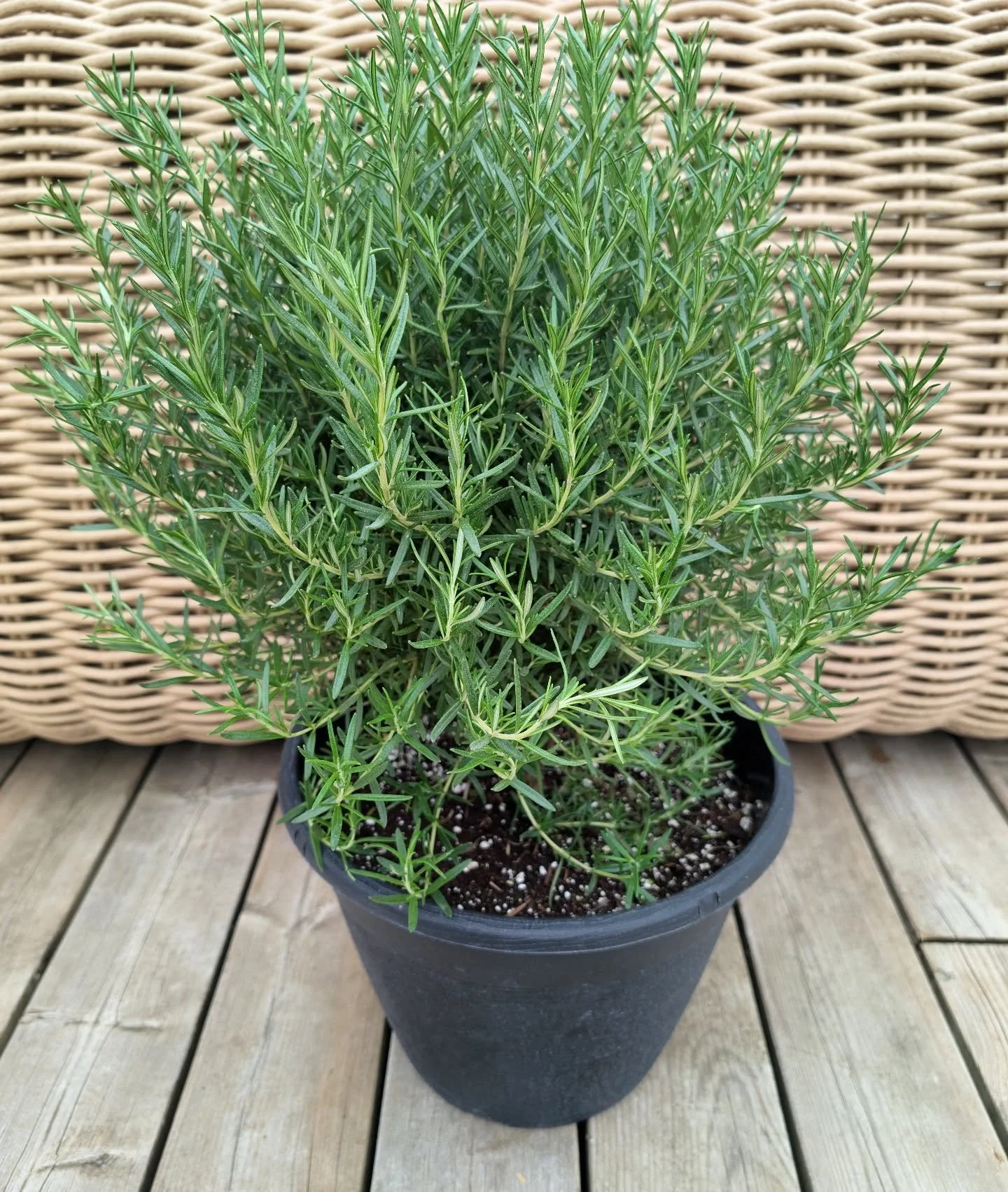 May we all age as beautifully as this 13" Rosemary 💚😍

#smellovision
#herbgarden
#ediblegarden